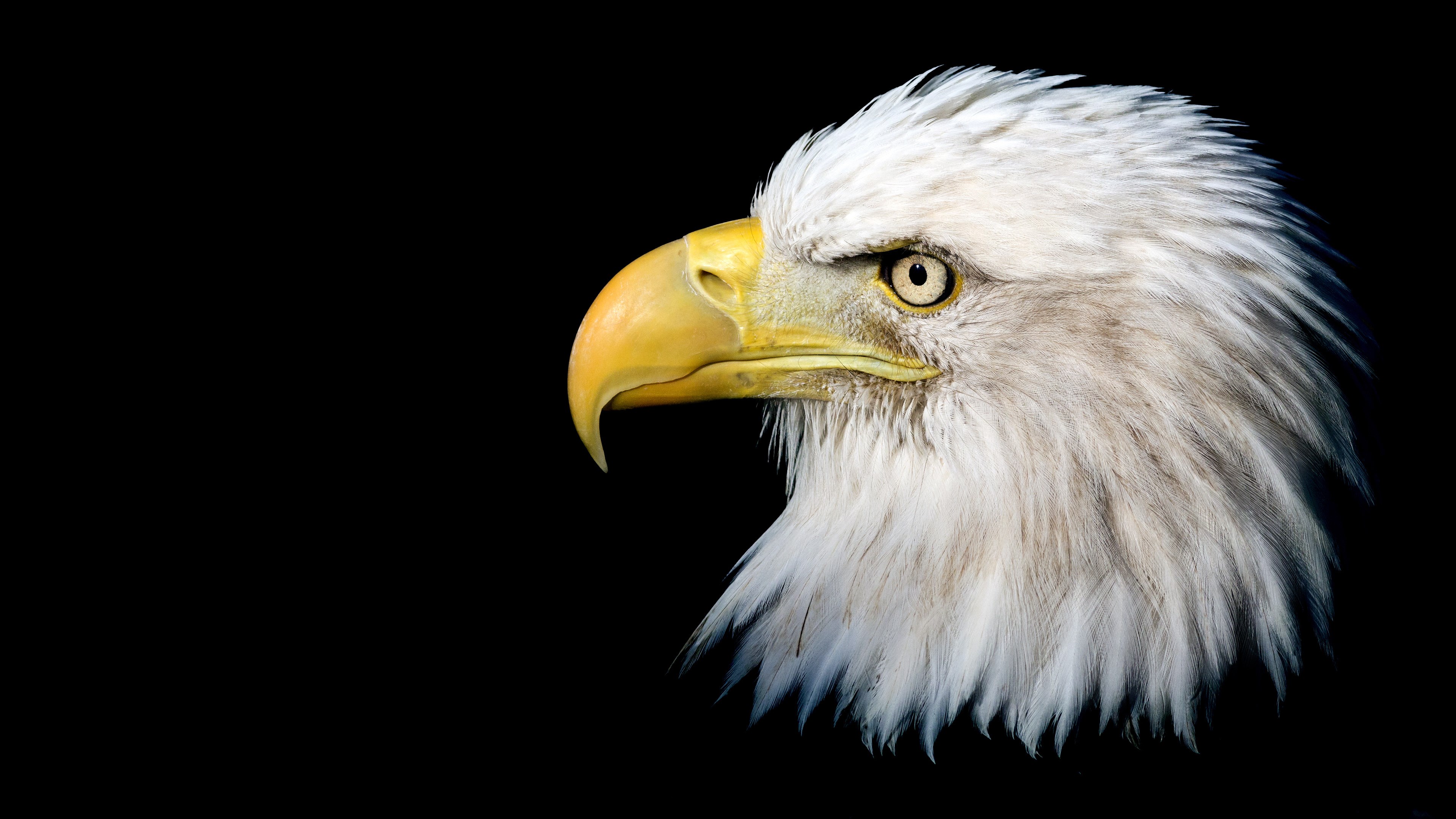 Bald Eagle Portrait HD Wallpaper