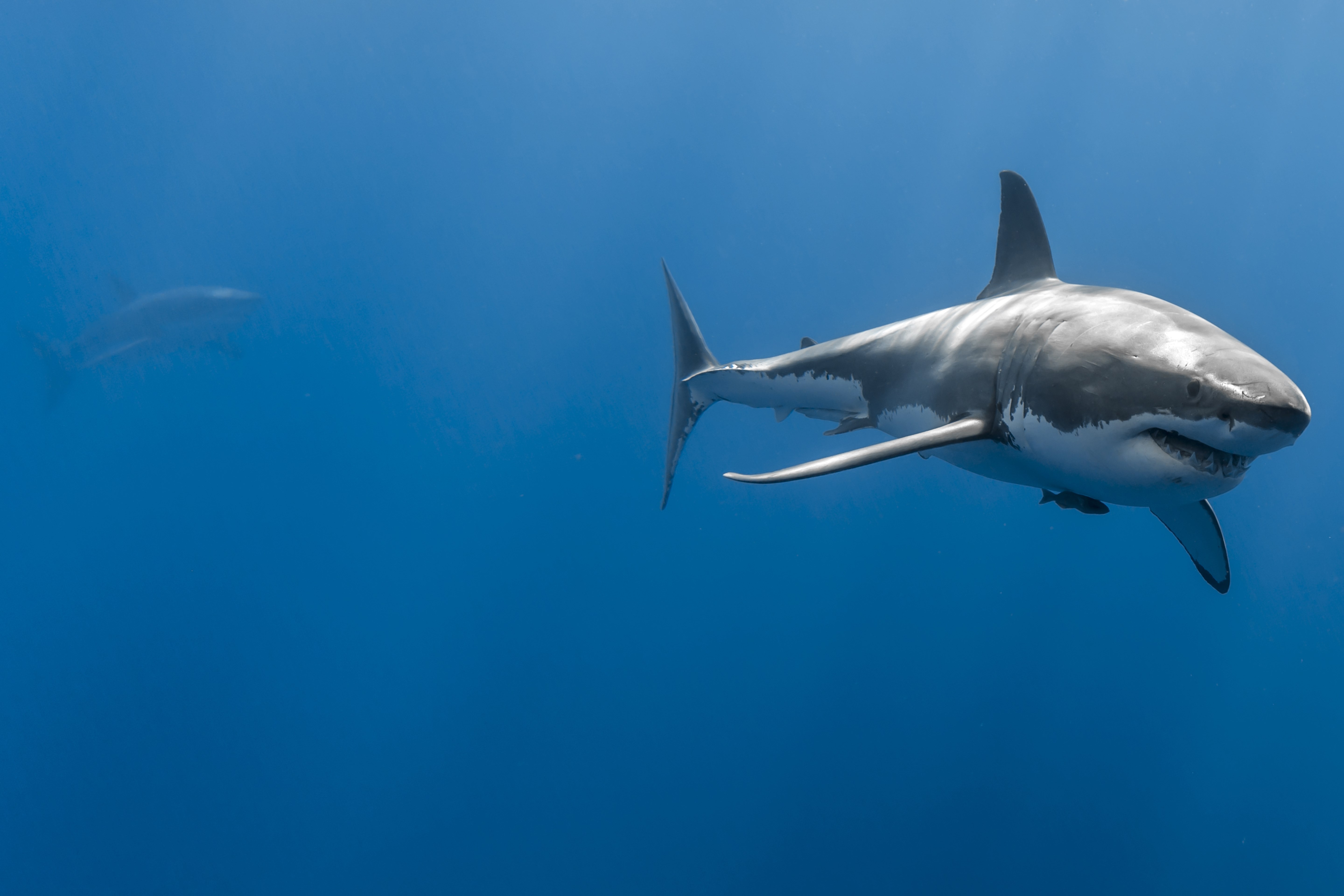 Great white shark swimming in blue ocean HD Wallpaper