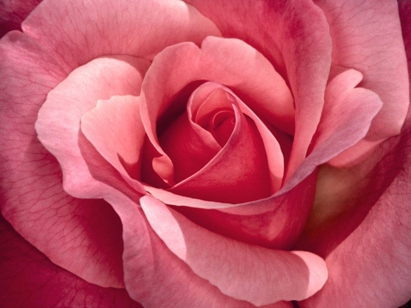 Close-up of a pink rose HD Wallpaper