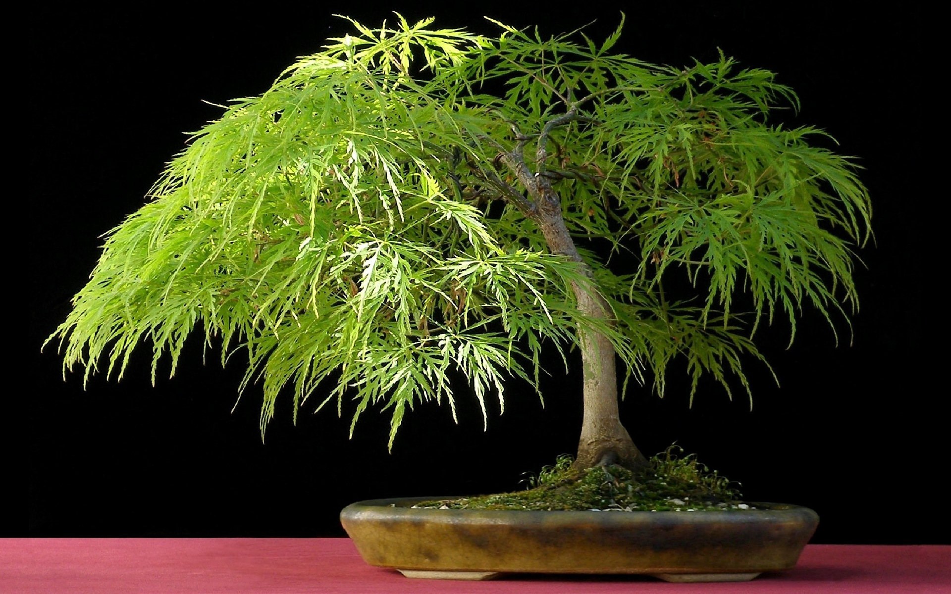 Japanese Maple Bonsai Tree HD Wallpaper