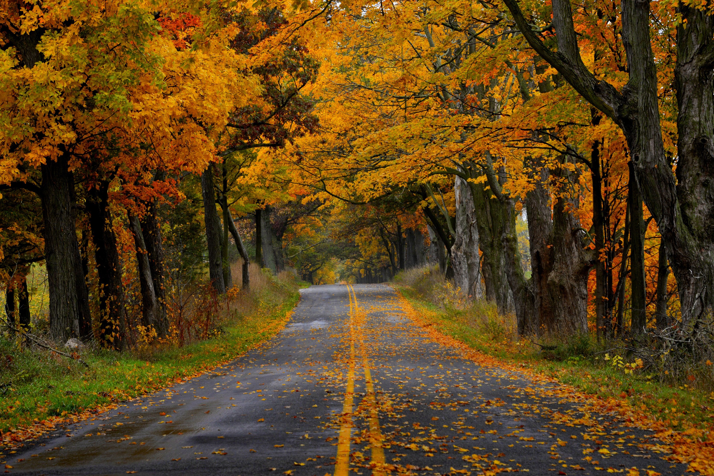 Road lined with autumn trees in fall colors HD Wallpaper