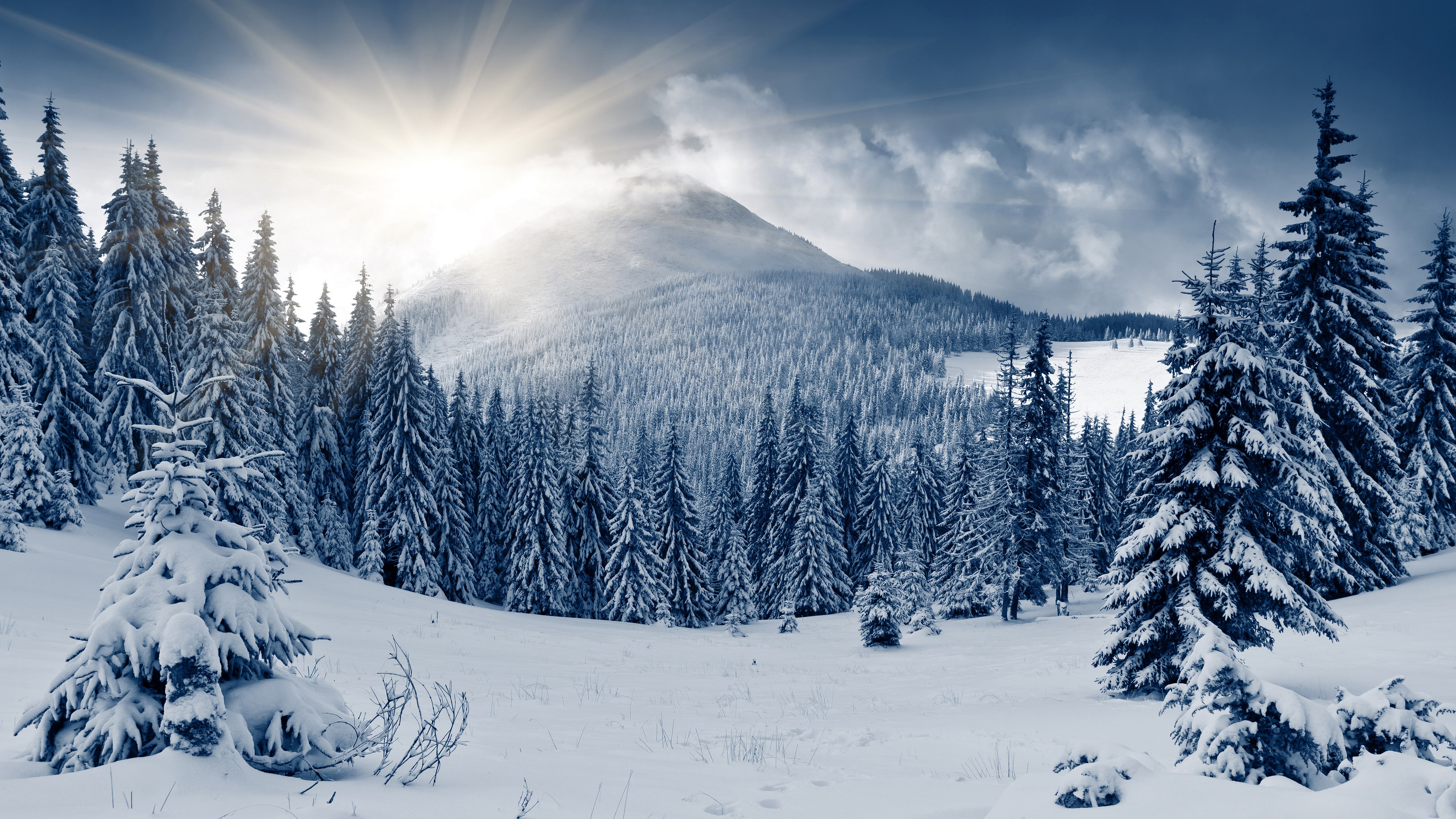 Snowy forest with sun rays over mountain HD Wallpaper