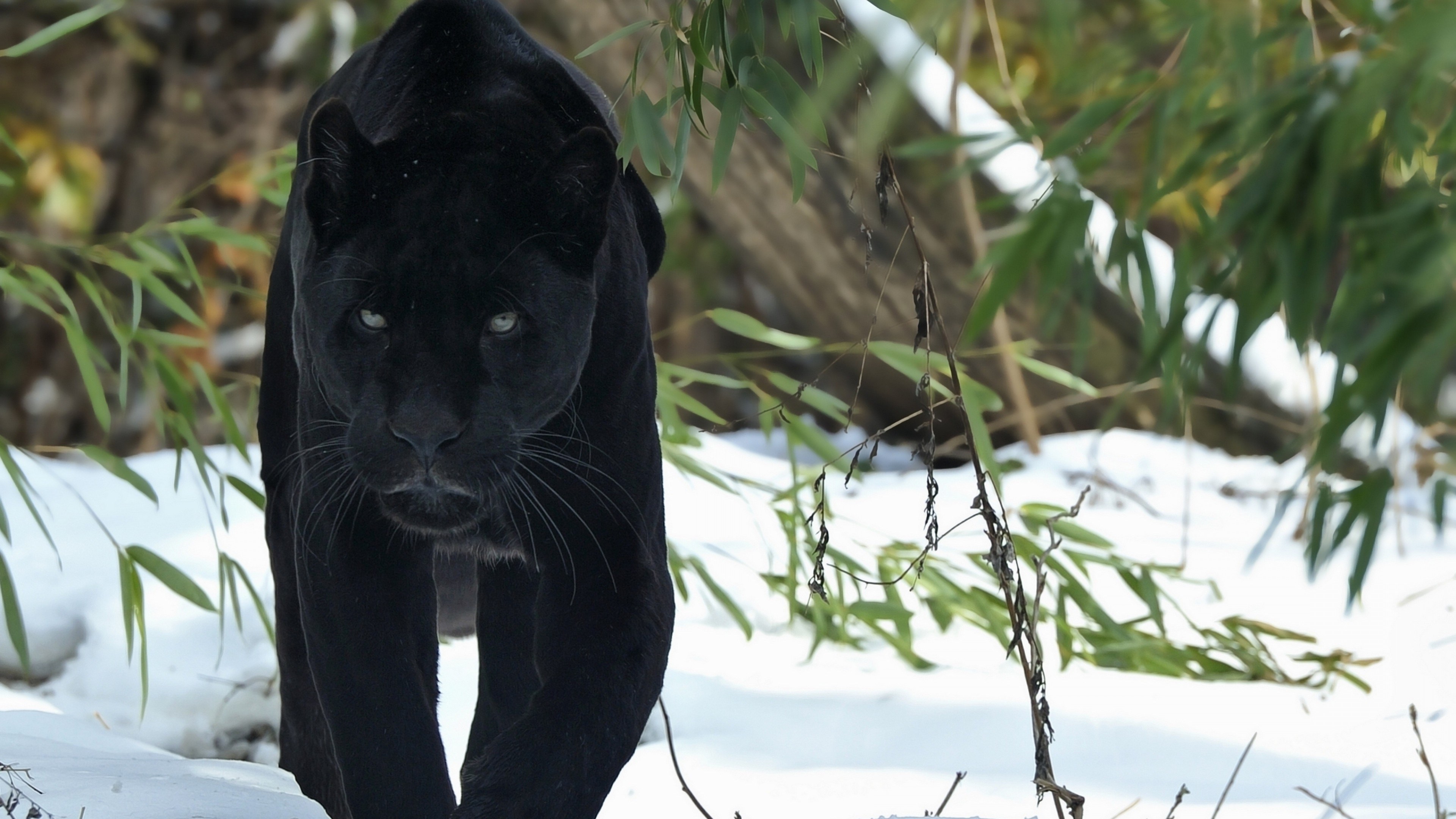 Majestic Black Panther in Snowy Forest 4K HD Wallpaper