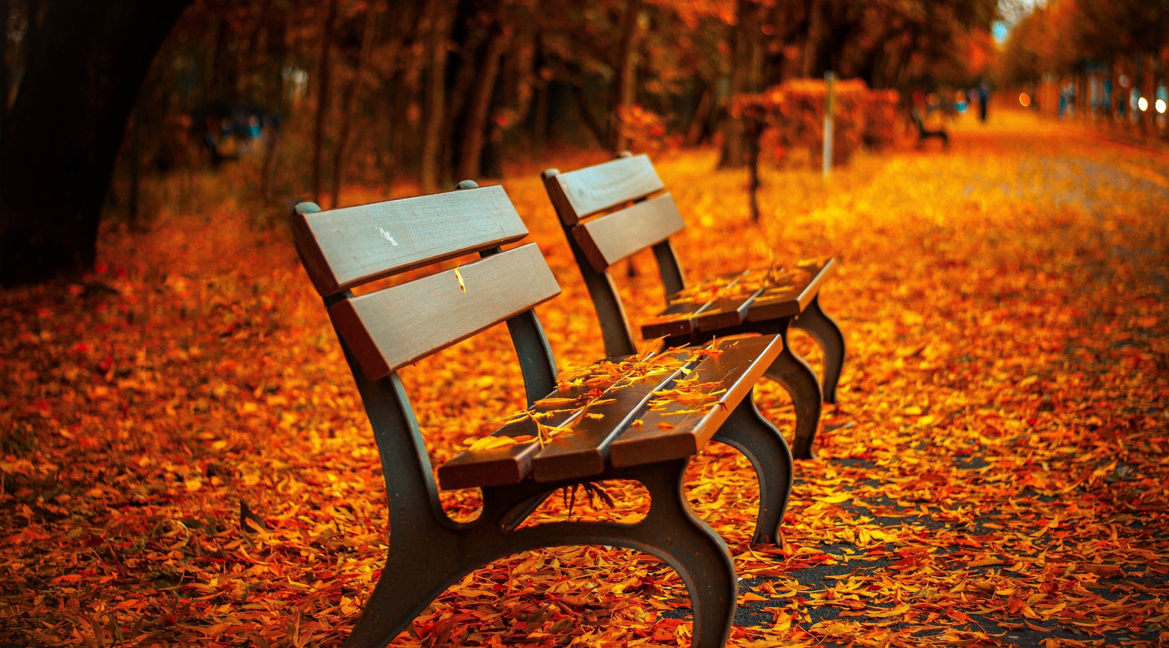 Autumn park with benches and fallen leaves 4K HD Wallpaper