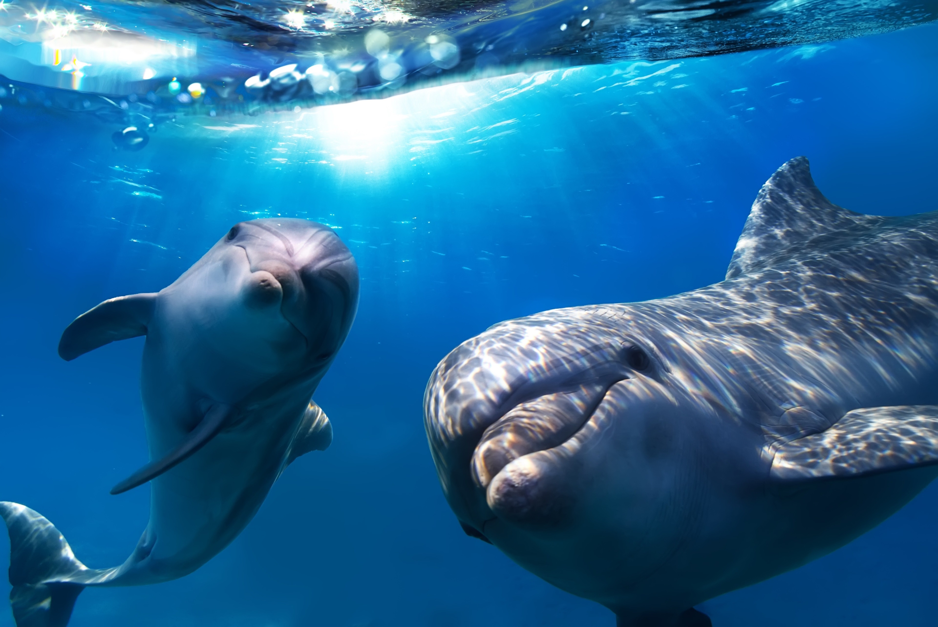 Two dolphins swimming underwater in blue ocean HD Wallpaper