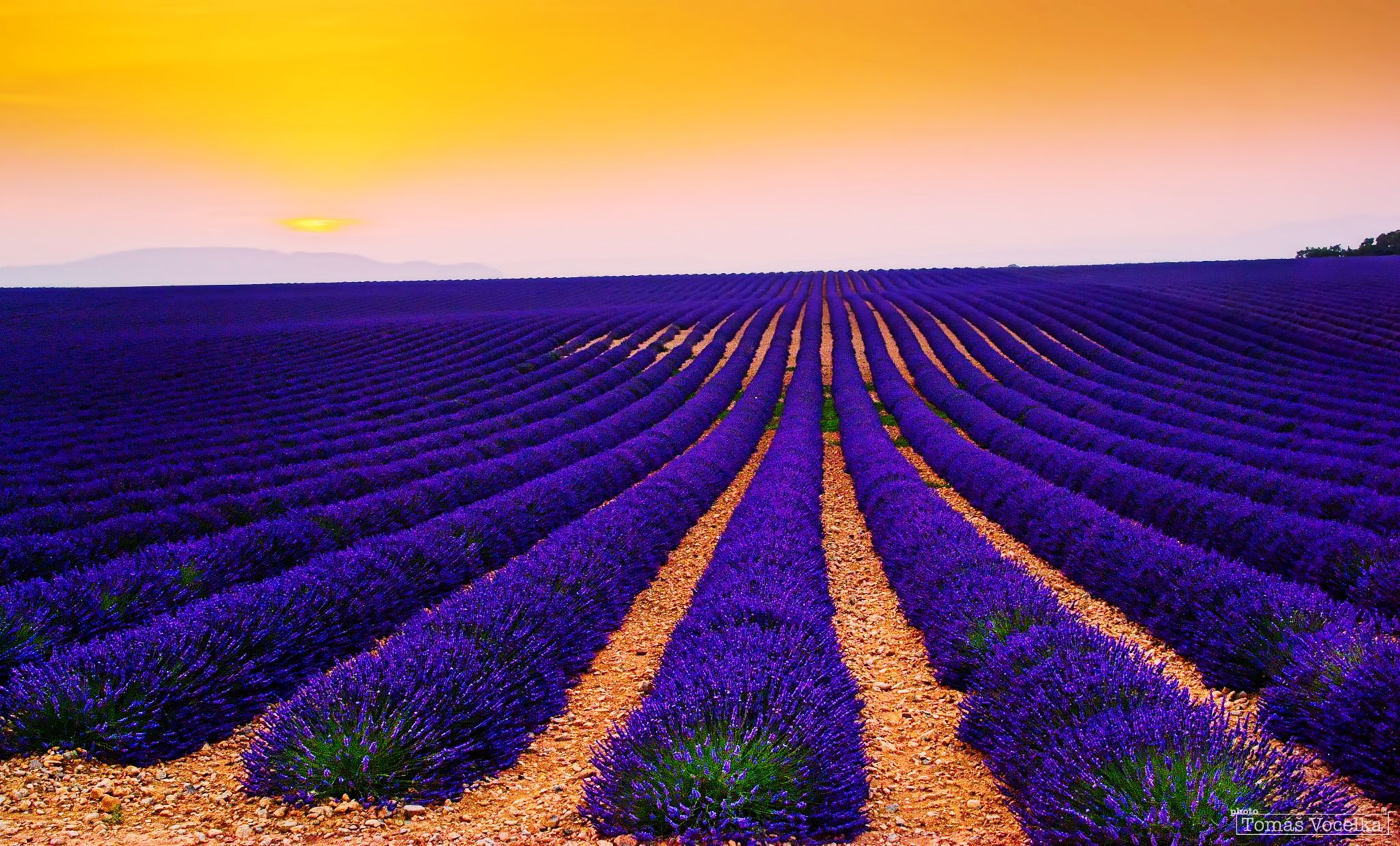 Lavender fields at sunset 4K HD Wallpaper