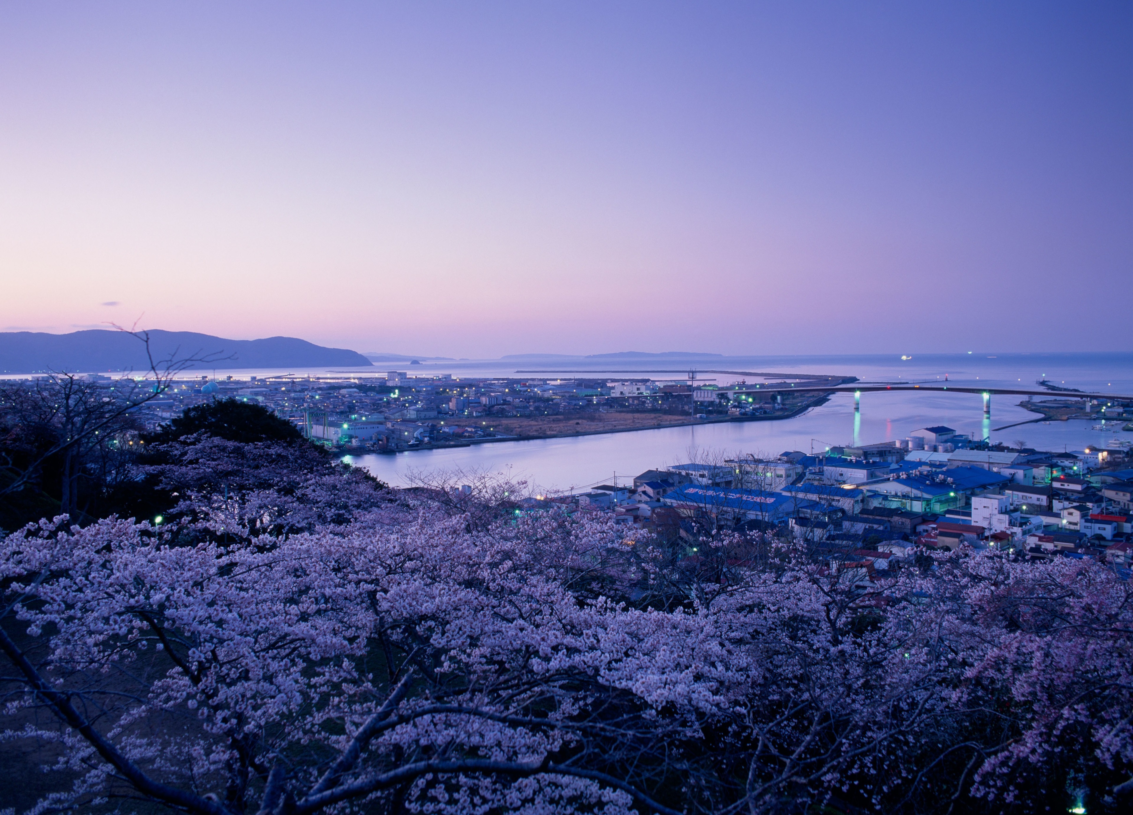 Cityscape with cherry blossoms at dusk, Japan 4K HD Wallpaper