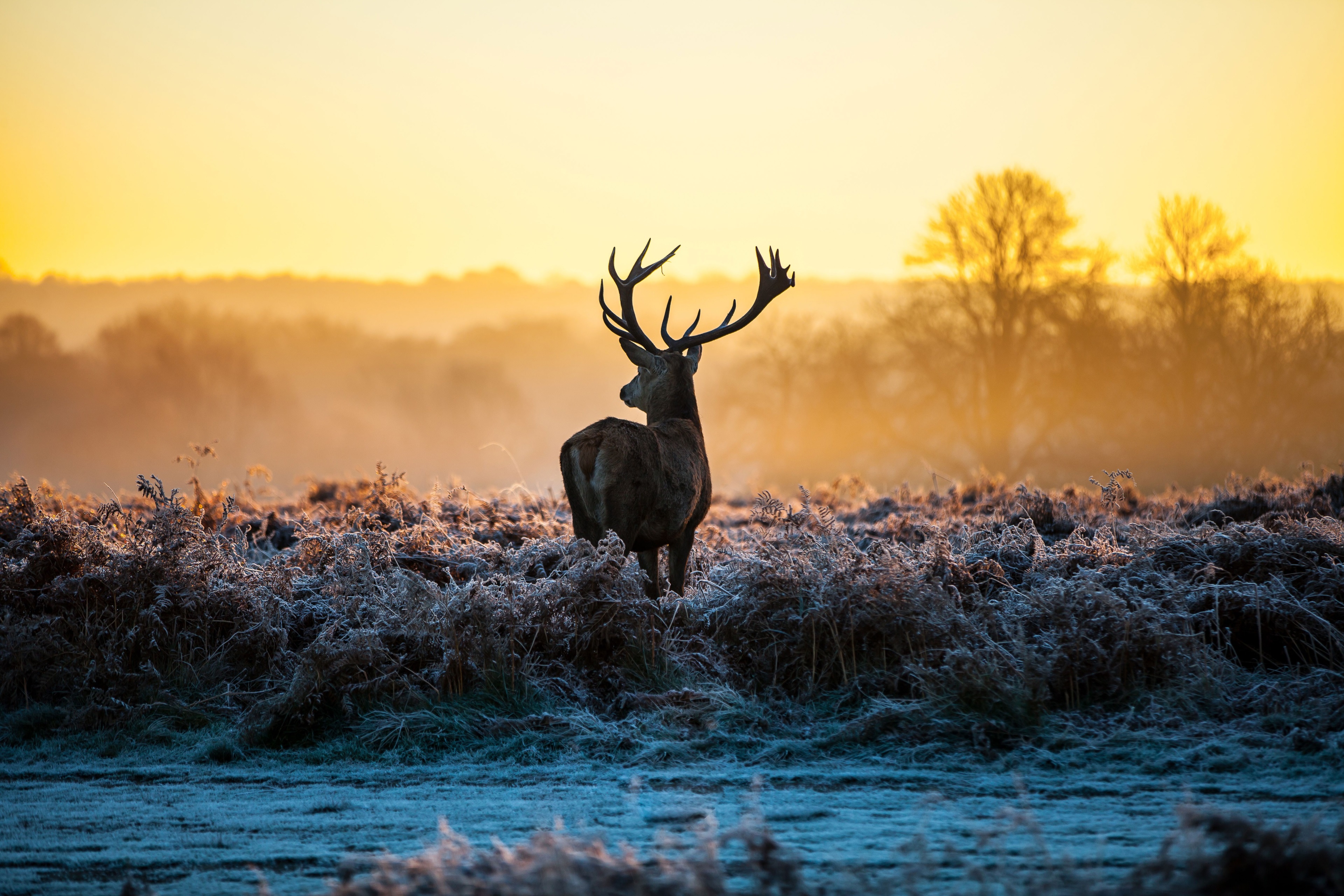 Deer in a frosty field at sunrise HD Wallpaper