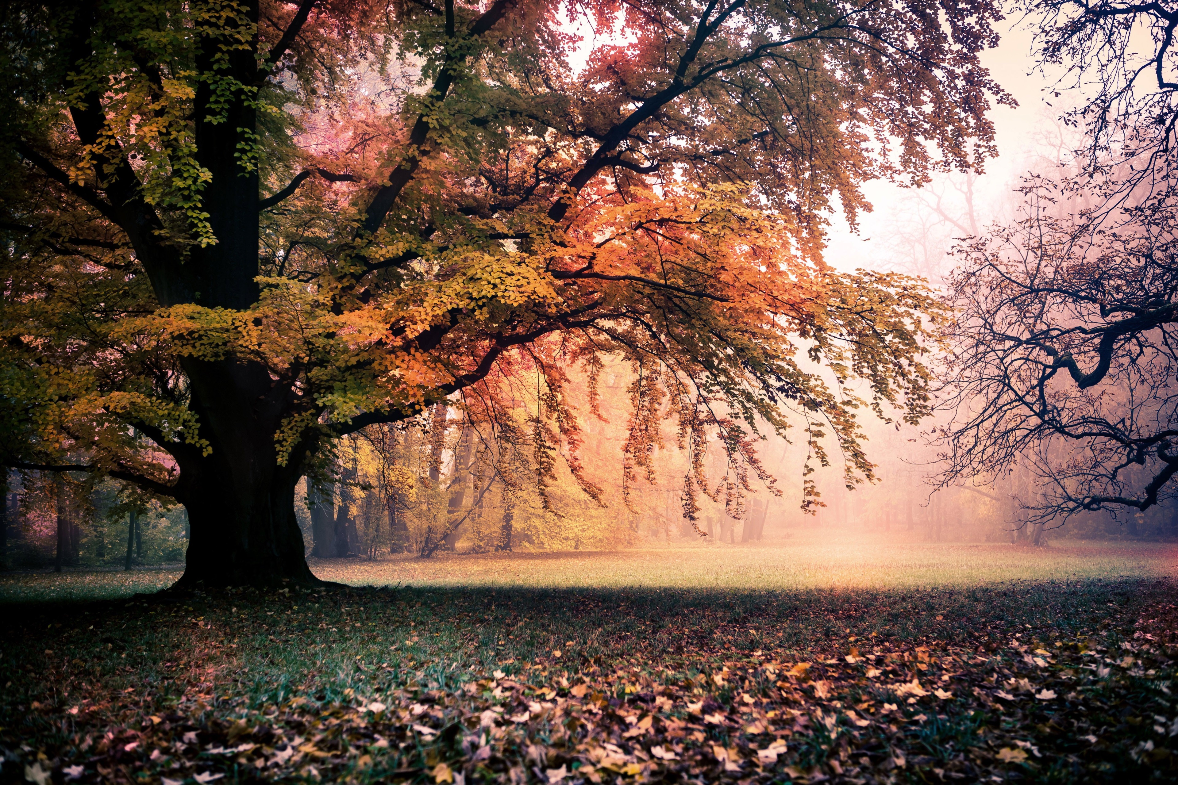Autumn trees in a foggy park HD Wallpaper