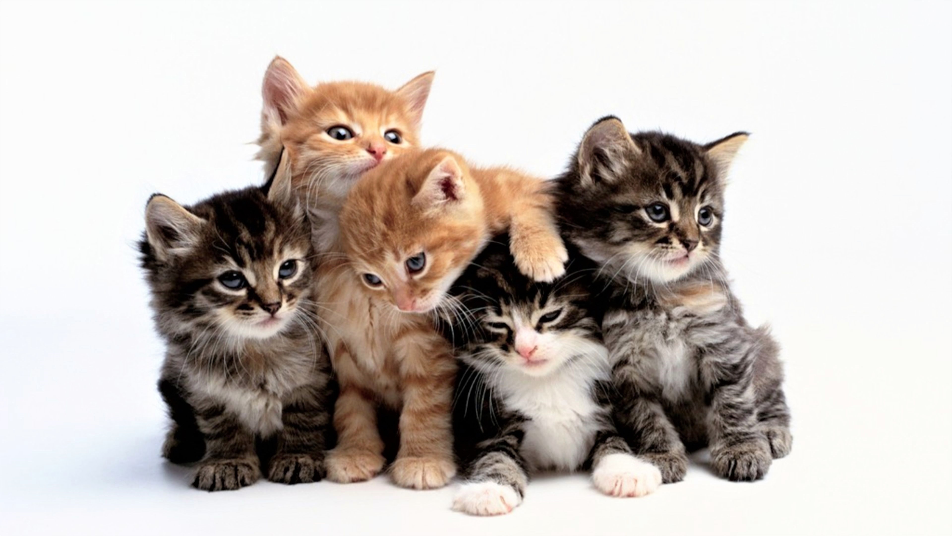 Group of five kittens on a white background HD Wallpaper
