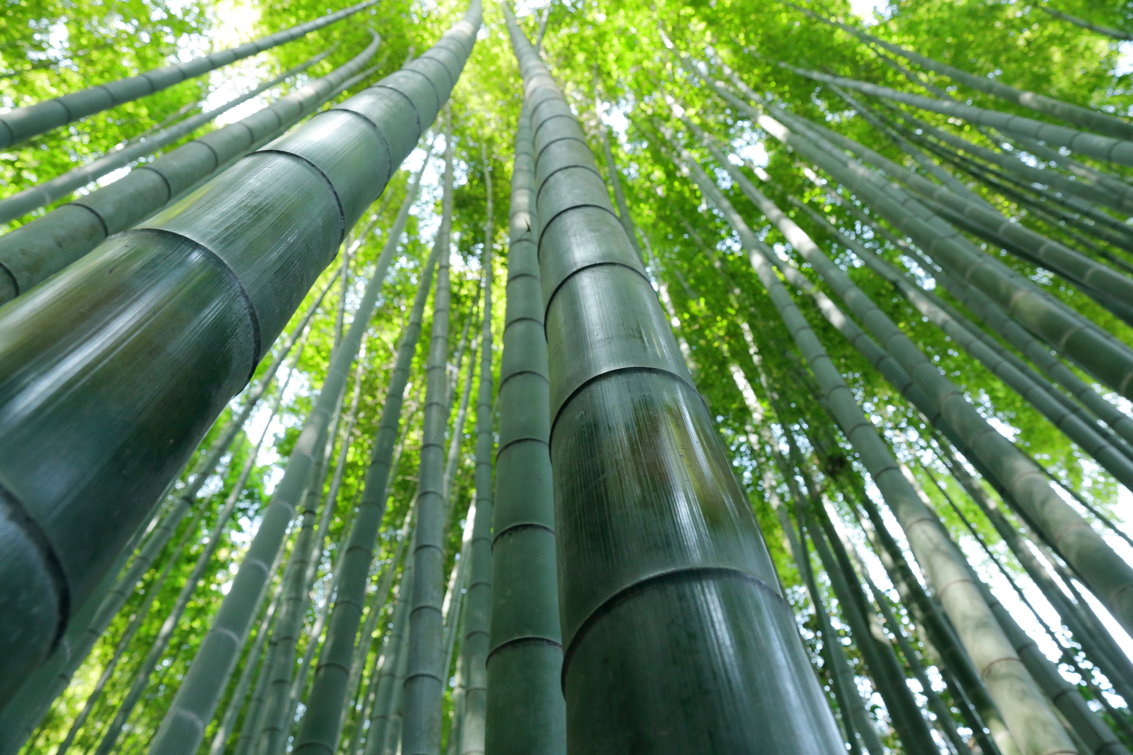 Bamboo forest 4K HD Wallpaper