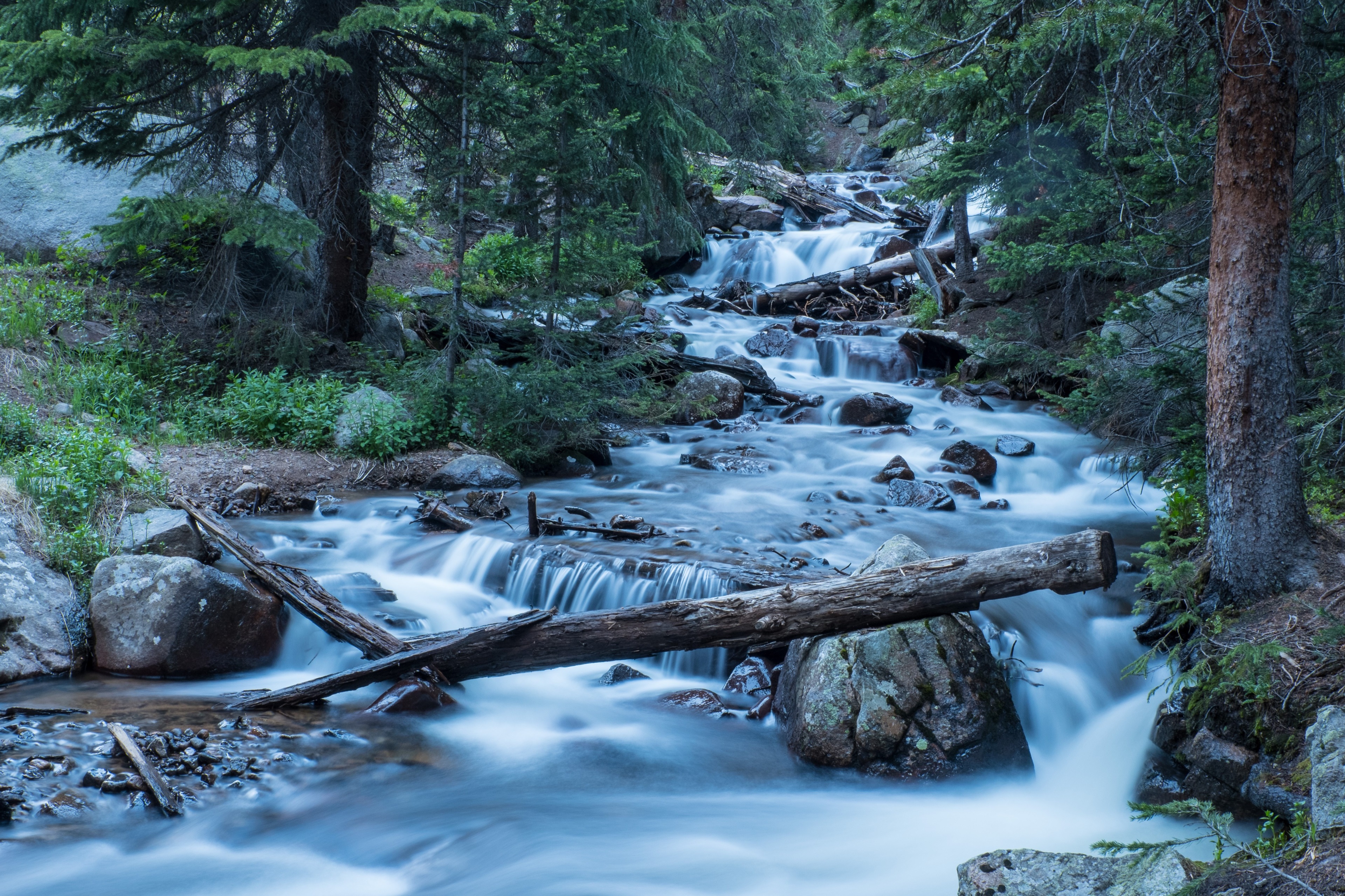 River flowing through a forest HD Wallpaper