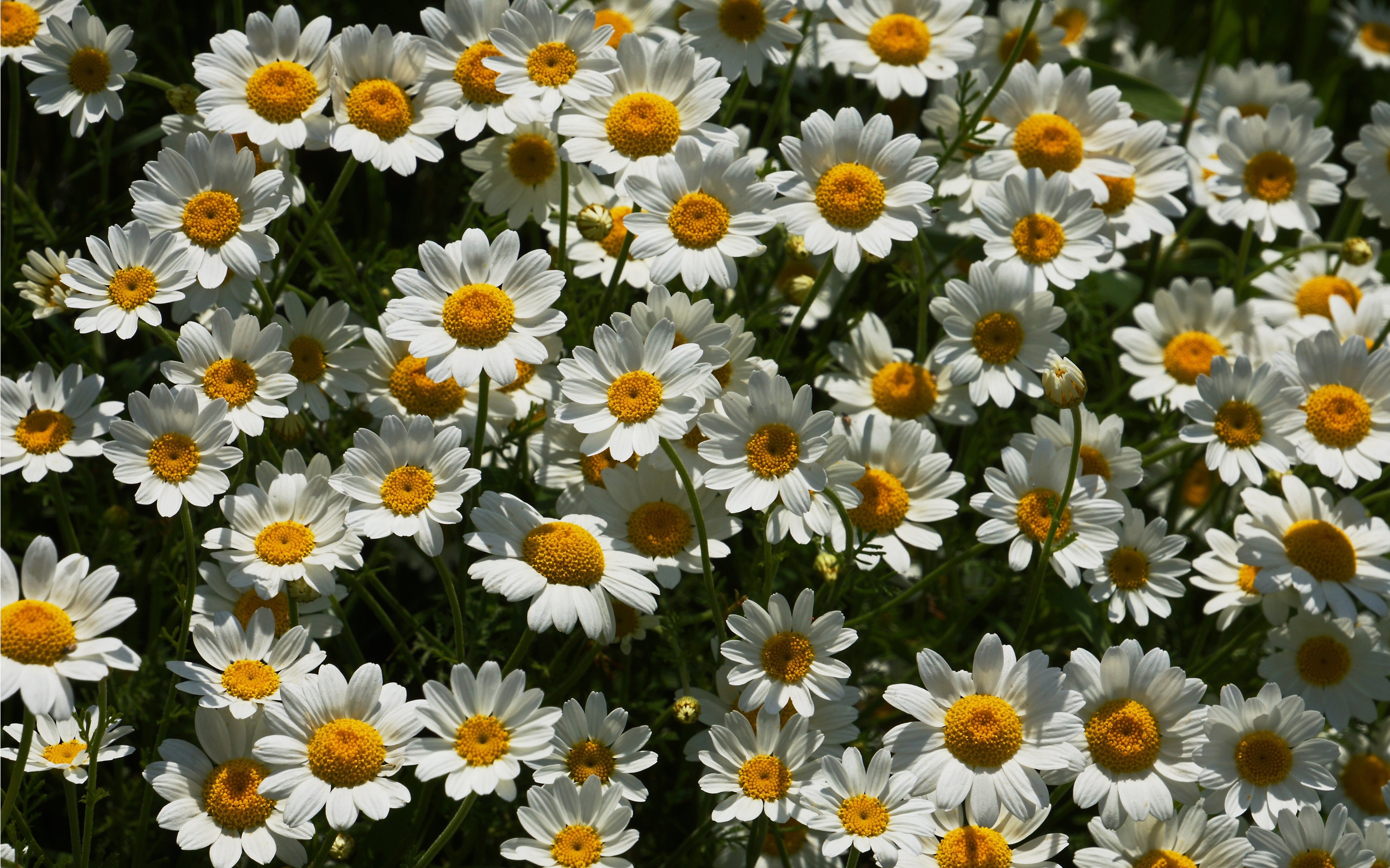 Field of daisies 4K HD Wallpaper
