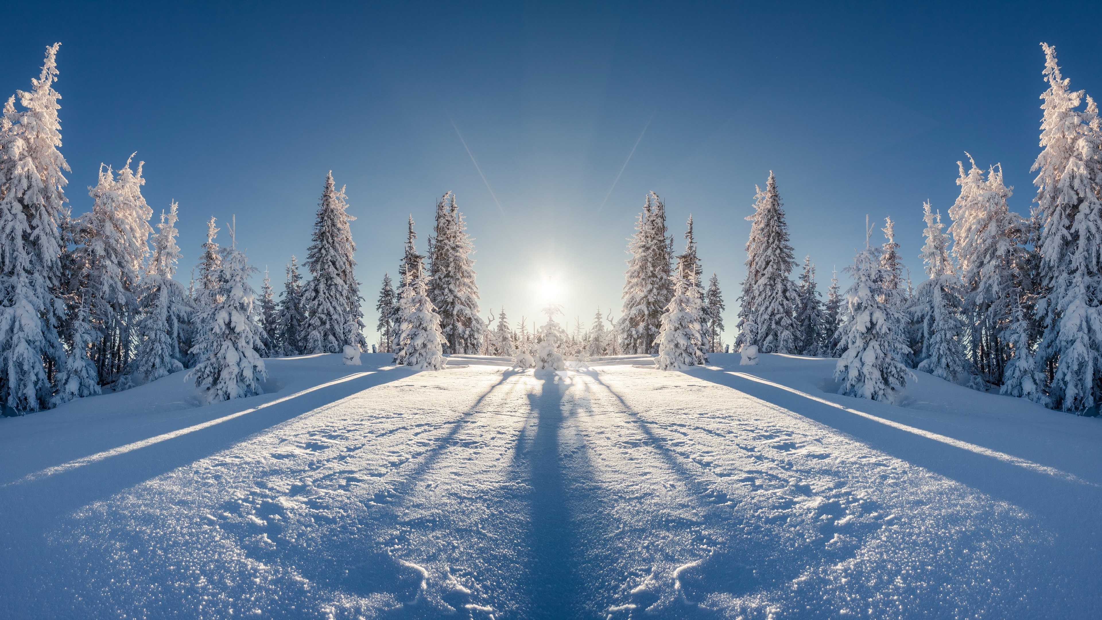 4K Winter Morning with Snow Covered Trees HD Wallpaper