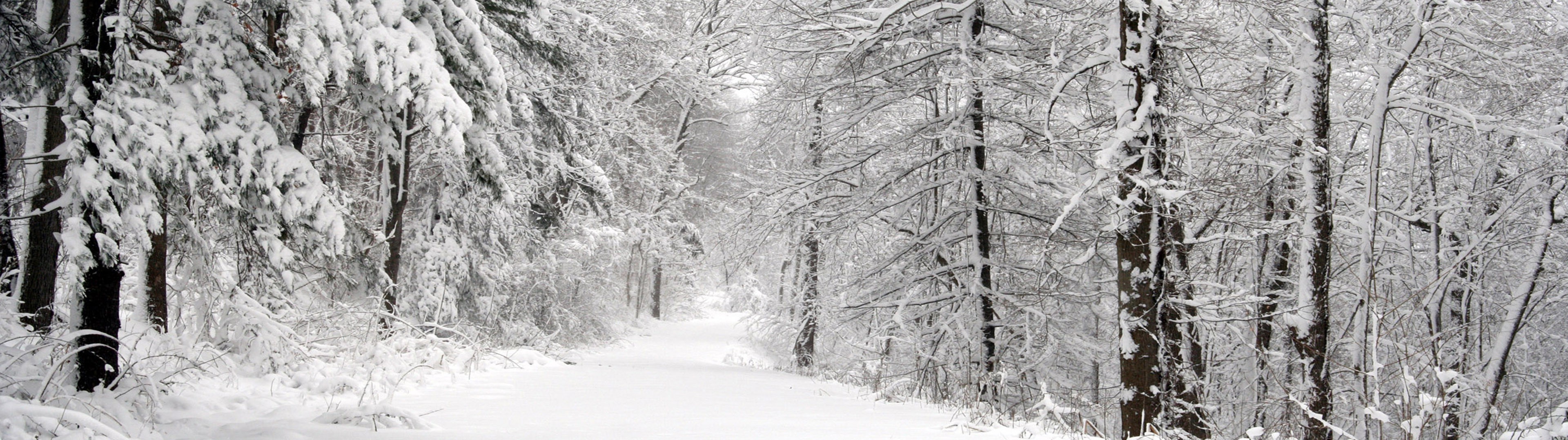 Snowy forest path landscape HD Wallpaper