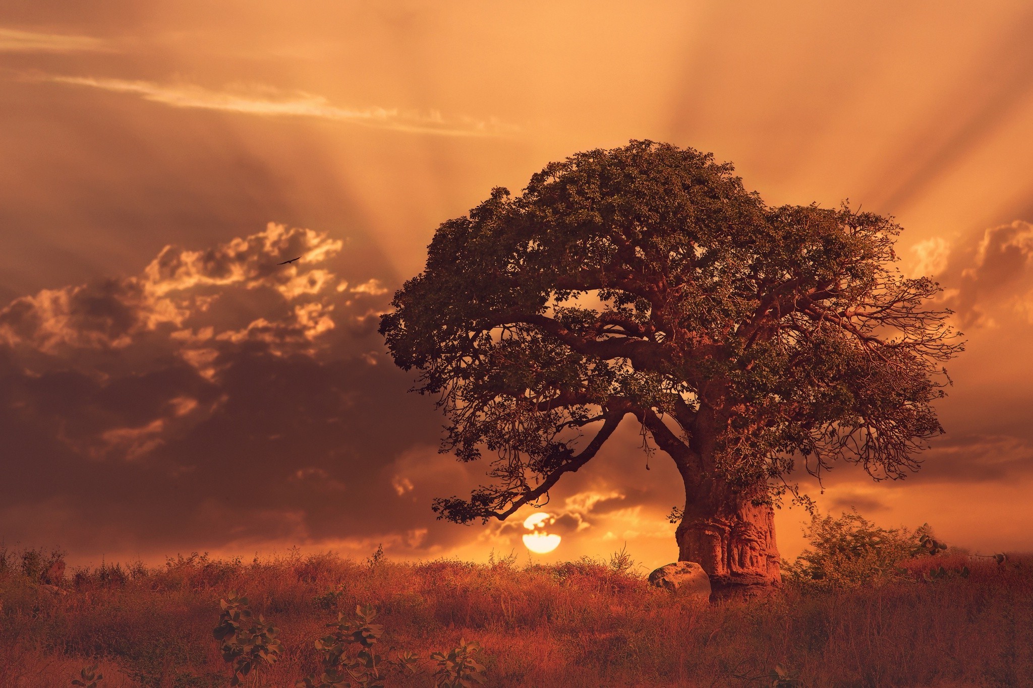 Baobab tree at sunset with sun rays HD Wallpaper
