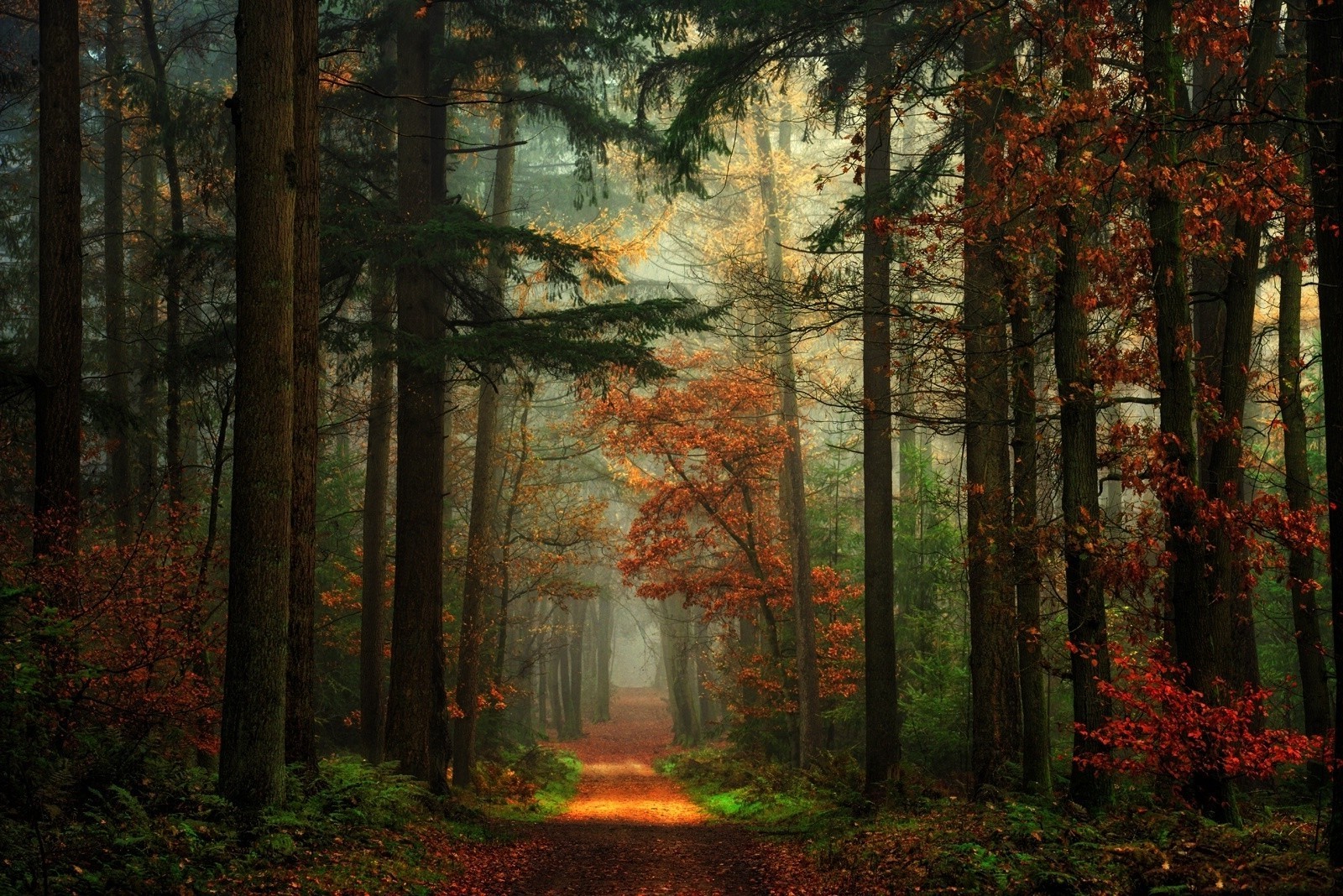 Path through a misty autumn forest with colorful leaves HD Wallpaper
