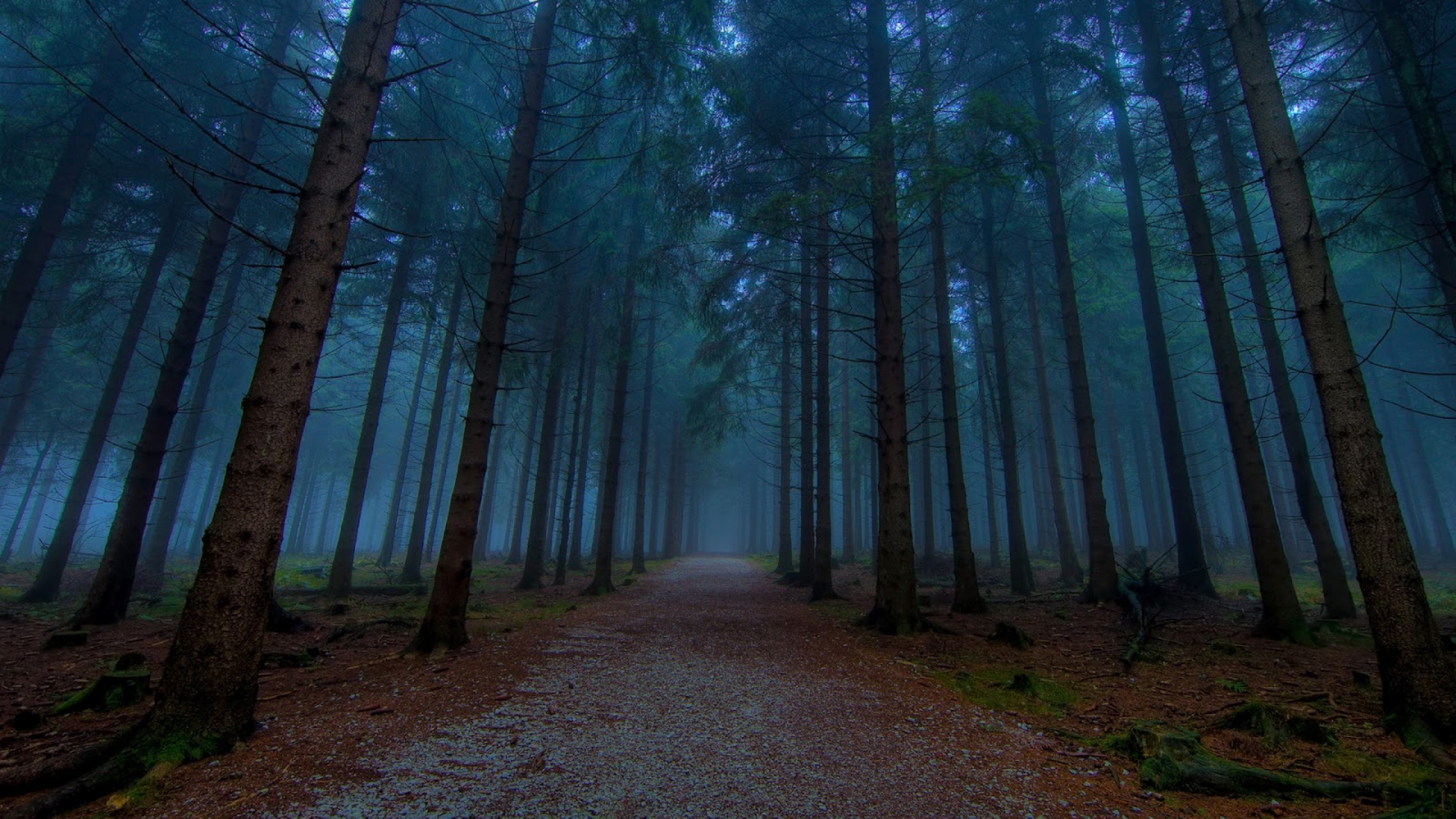 Misty forest path HD Wallpaper
