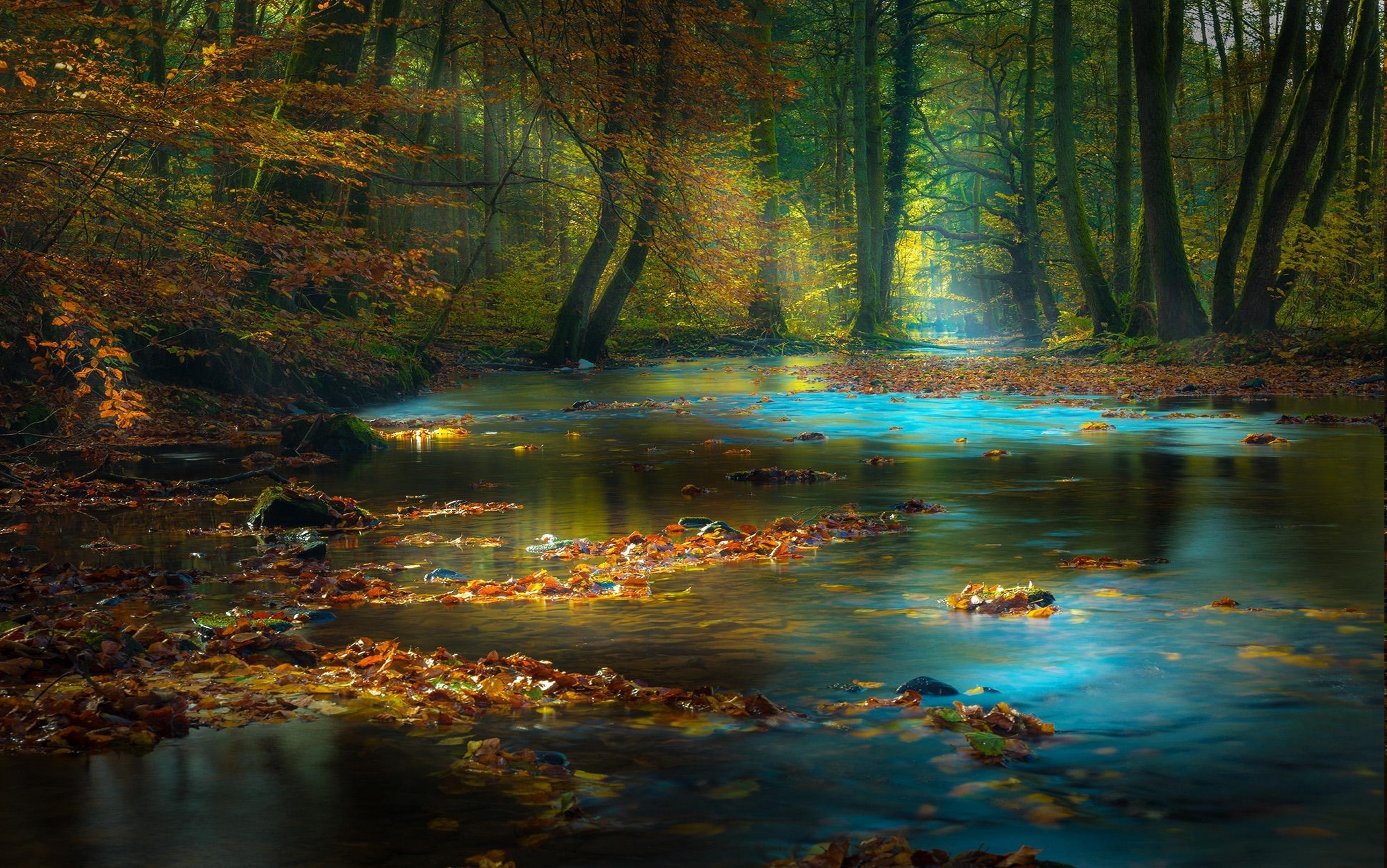 Serene Forest River with Sun Rays and Autumn Leaves HD Wallpaper