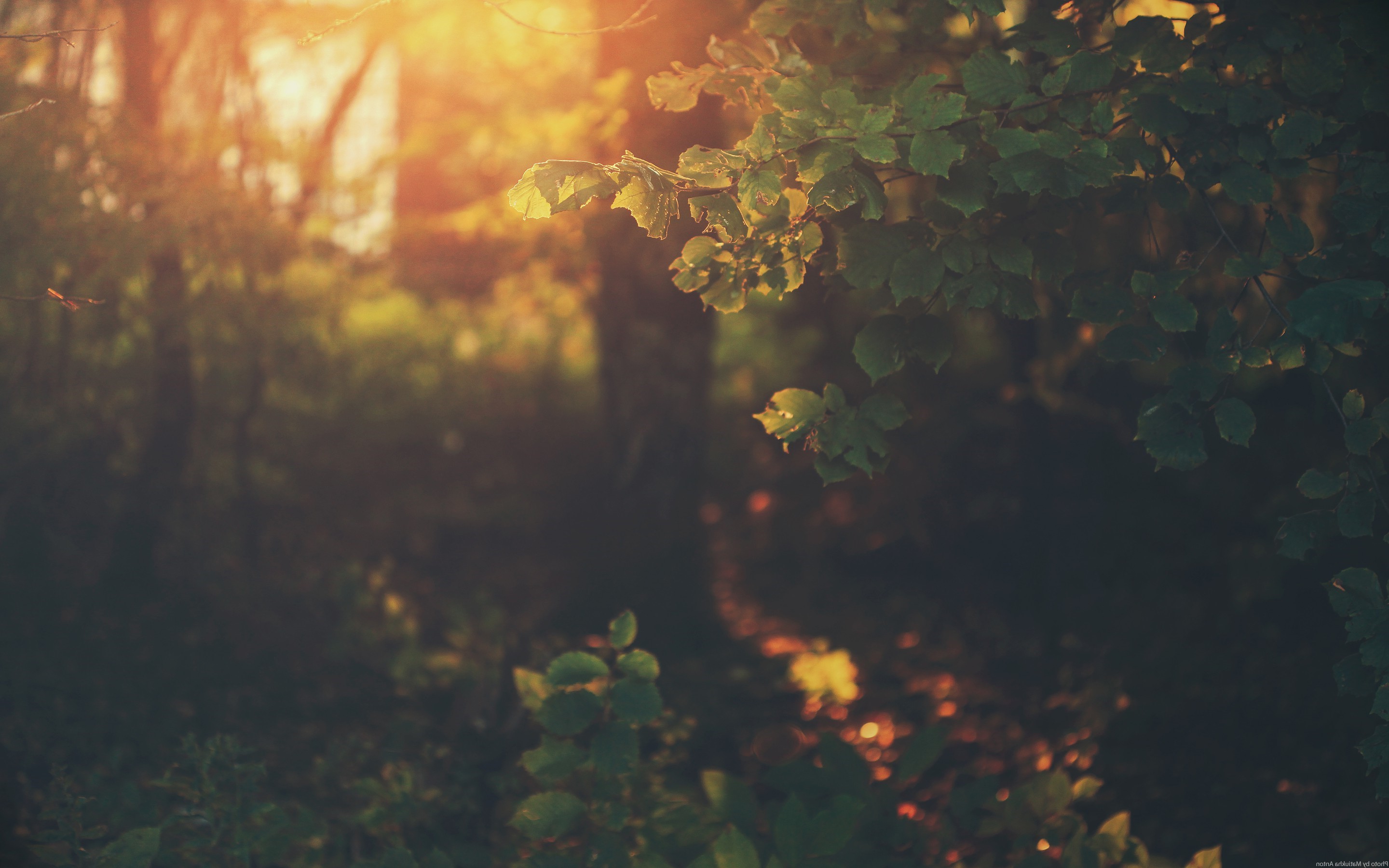 Sunlight filtering through vintage forest leaves HD Wallpaper