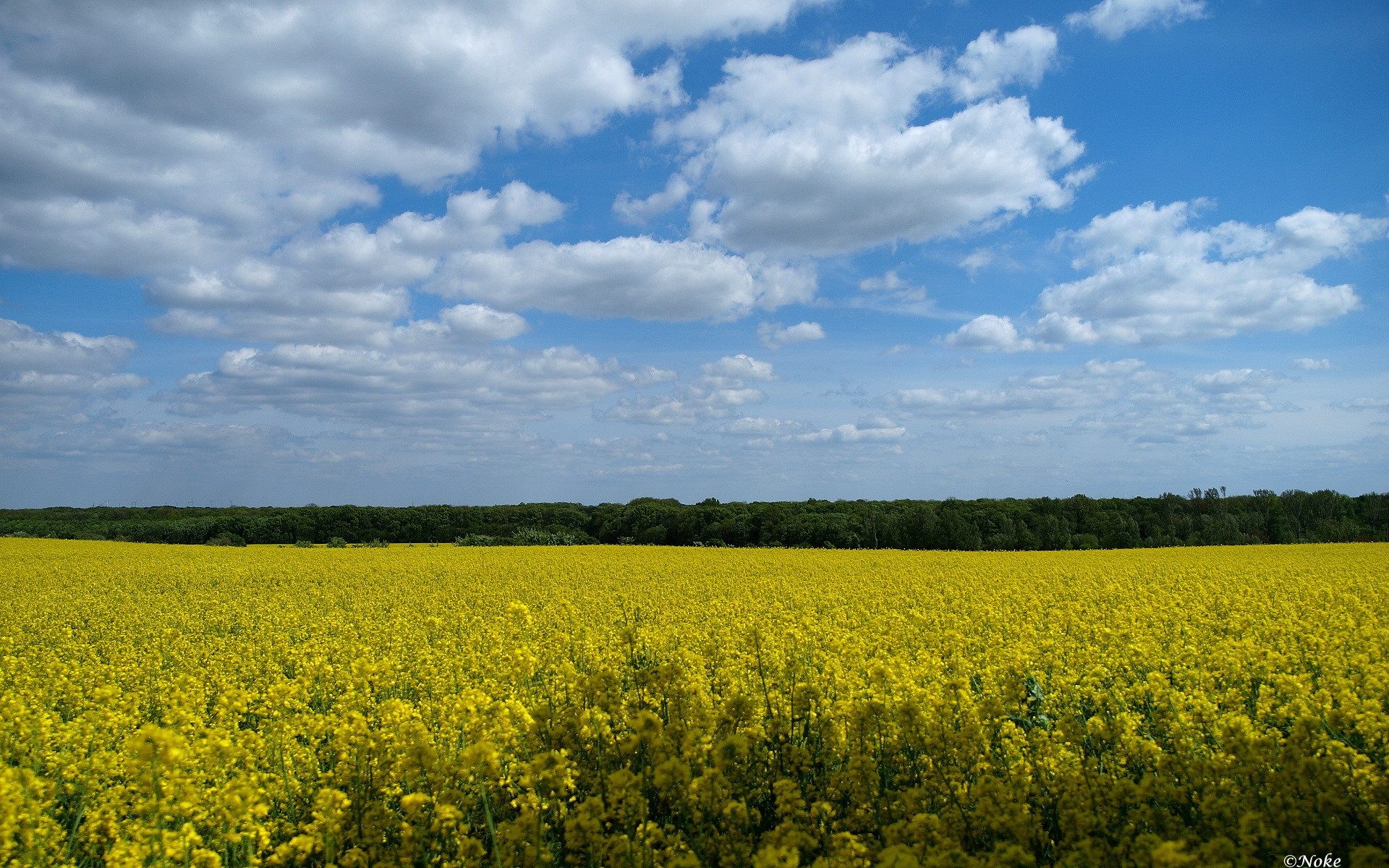 Field of yellow flowers under a cloudy sky HD Wallpaper