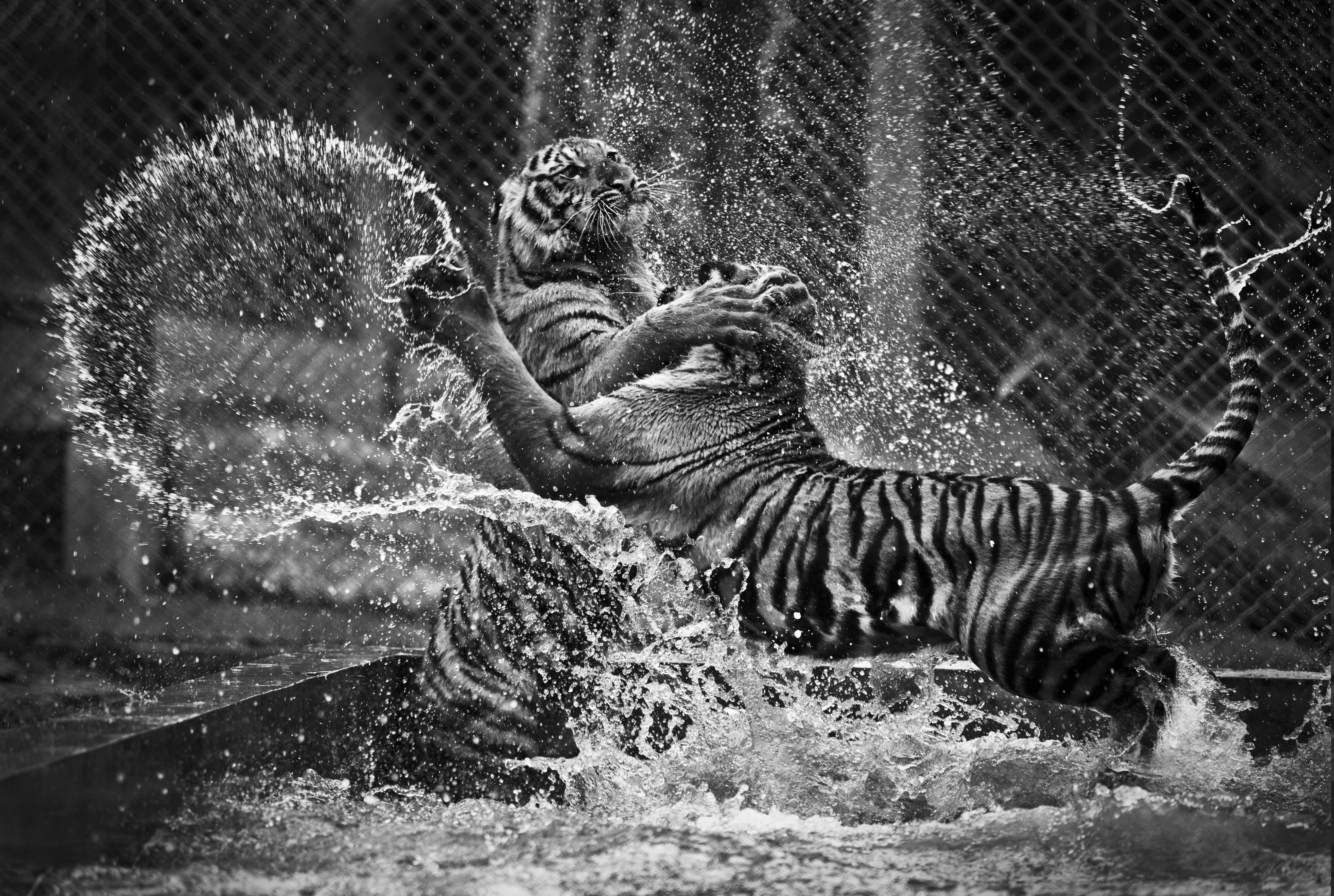 Two tigers playing in water HD Wallpaper