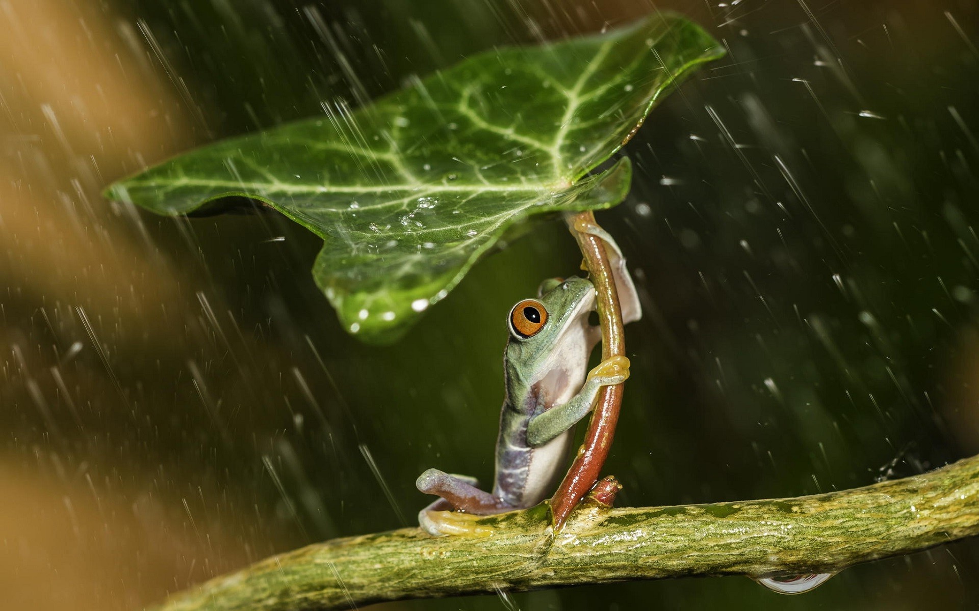Frog holding leaf as umbrella in the rain HD Wallpaper
