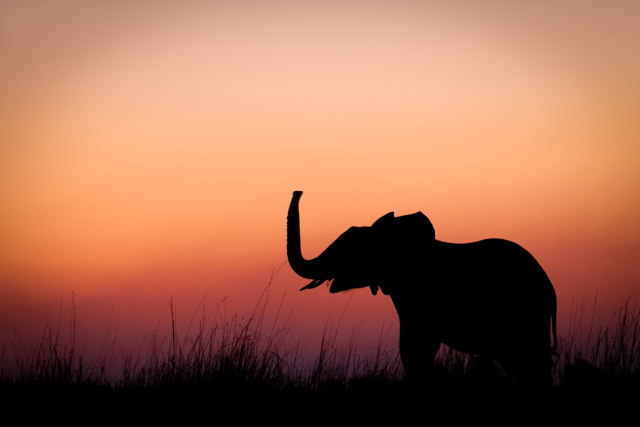 Elephant silhouette against a sunset sky HD Wallpaper