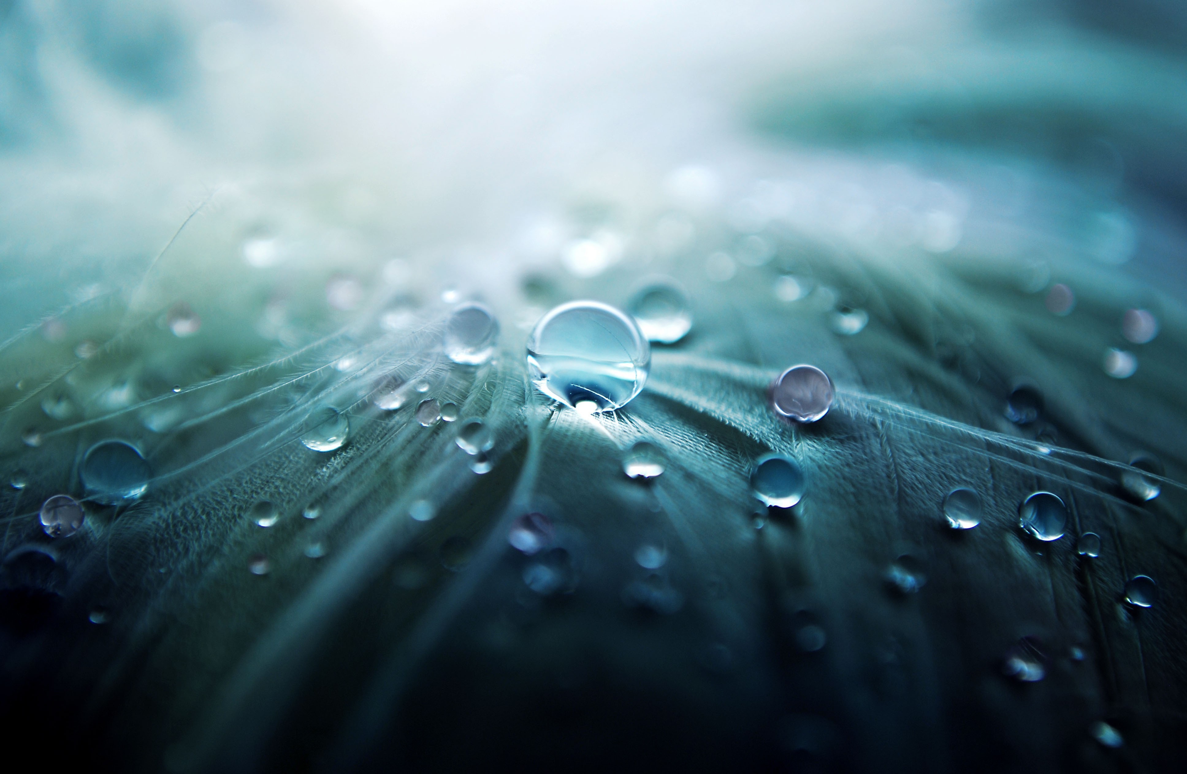 Macro shot of water drops on a feather HD Wallpaper