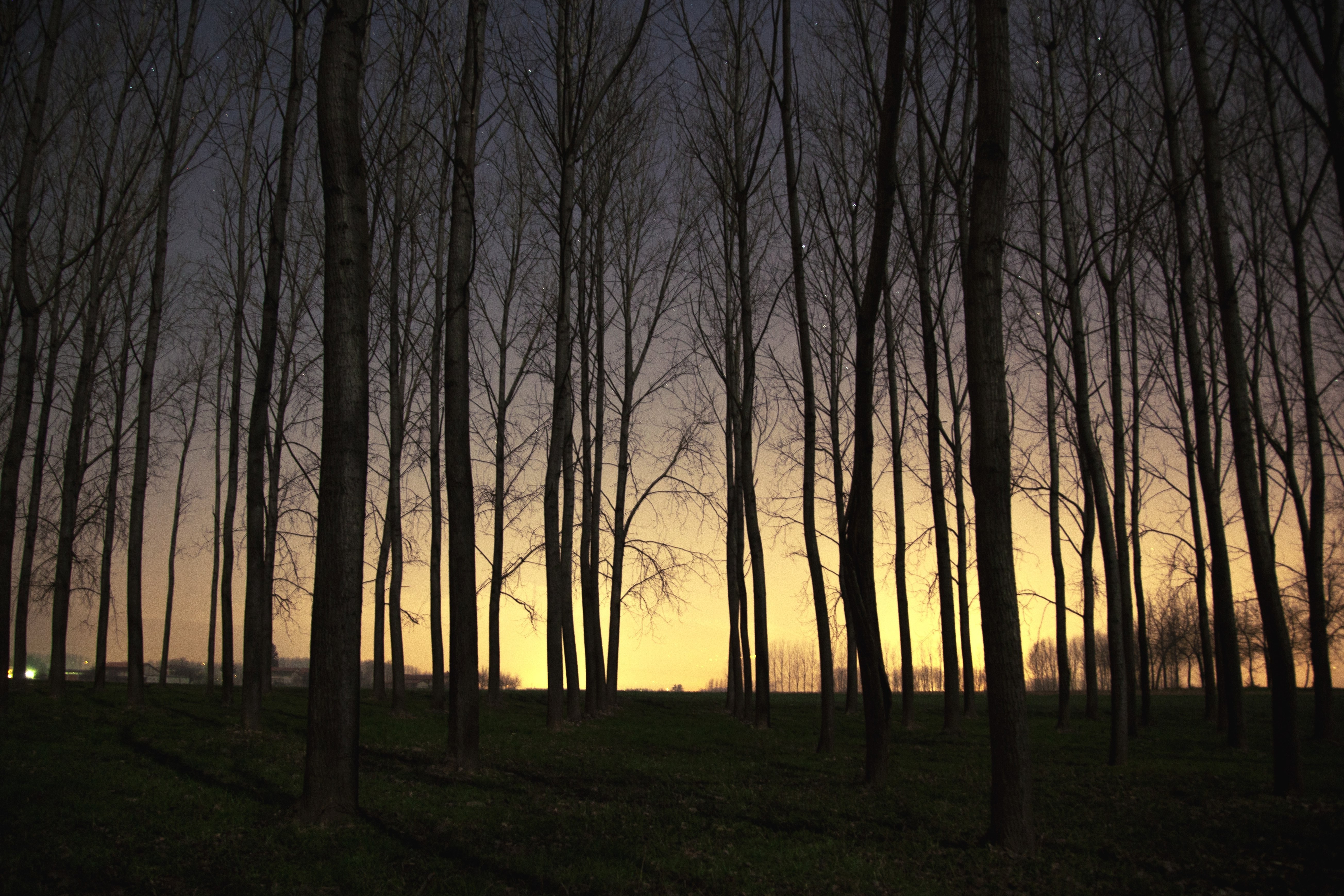 Bare trees in a forest at sunset HD Wallpaper