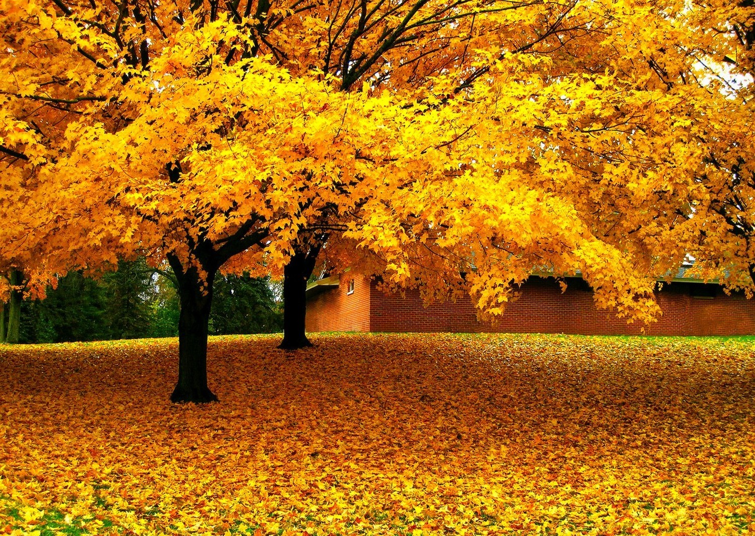 Golden Autumn Trees with Fallen Leaves and Brick House HD Wallpaper