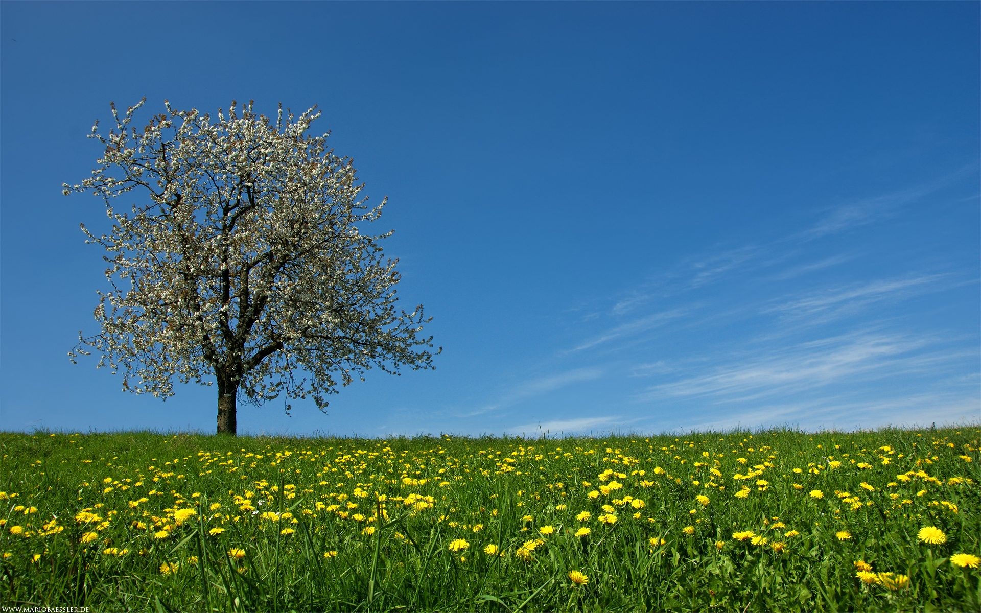 Tree in a field of dandelions under a blue sky HD Wallpaper