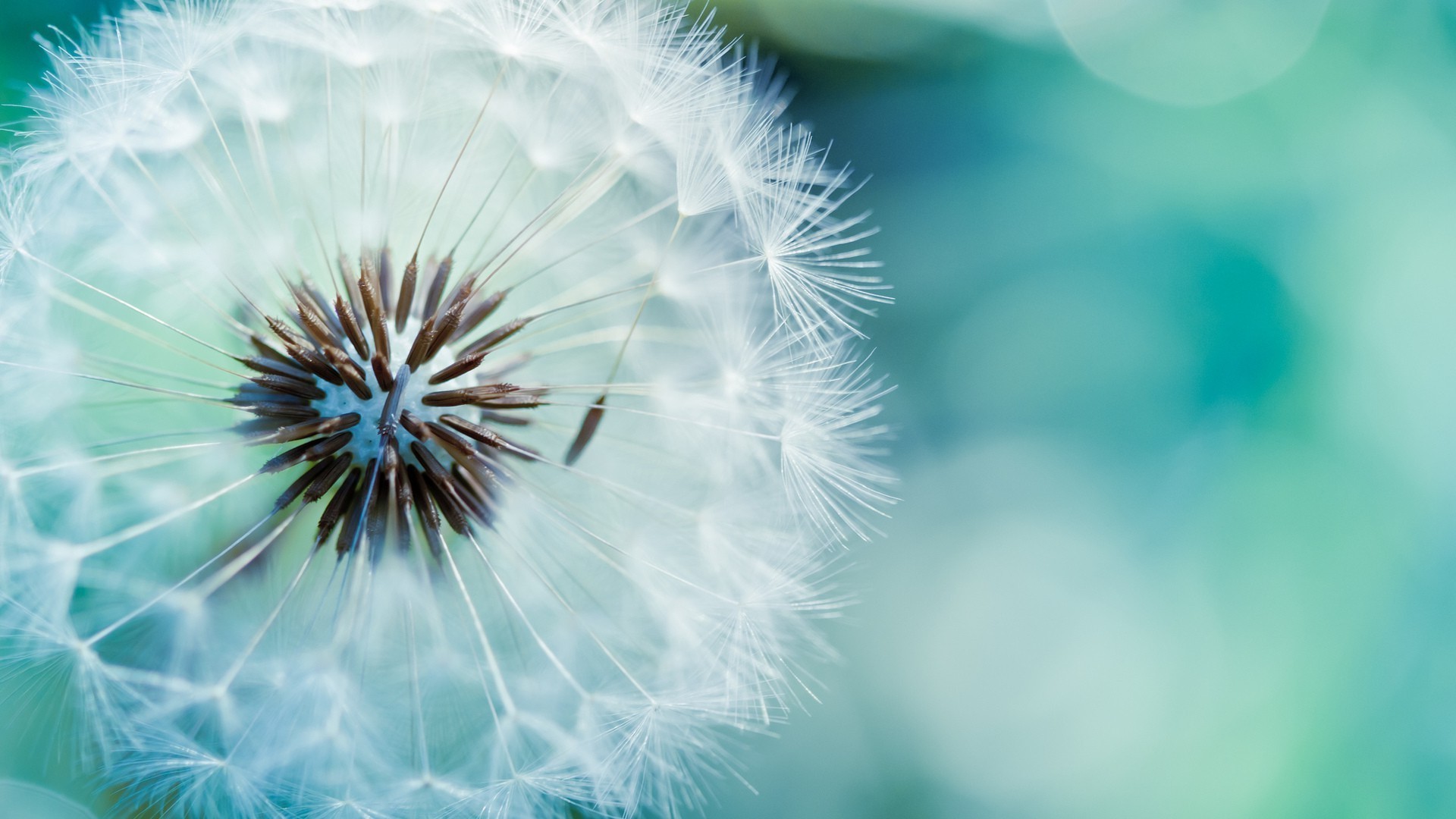 Close-up of a dandelion seed head HD Wallpaper