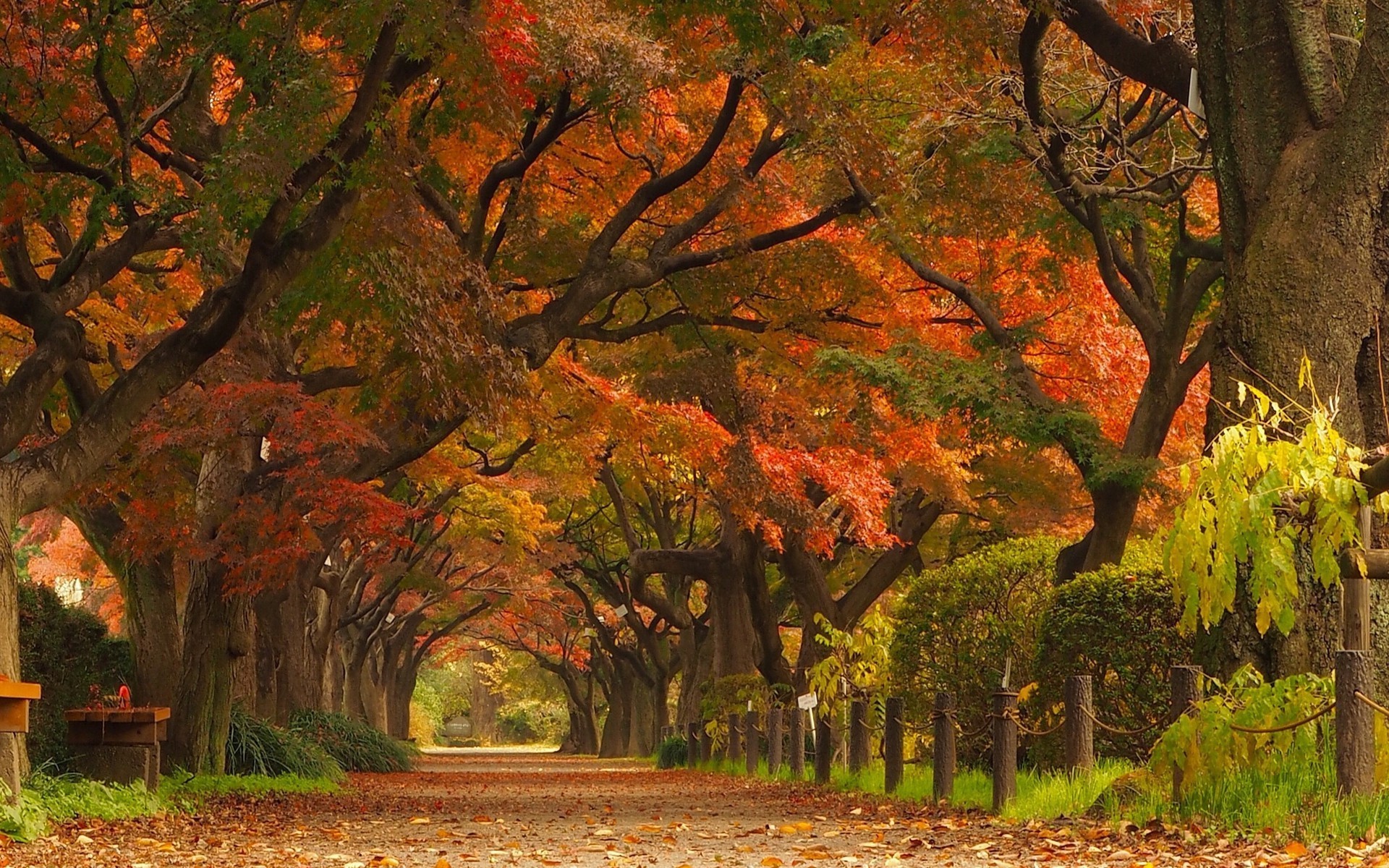 Autumn tunnel of trees with fallen leaves HD Wallpaper