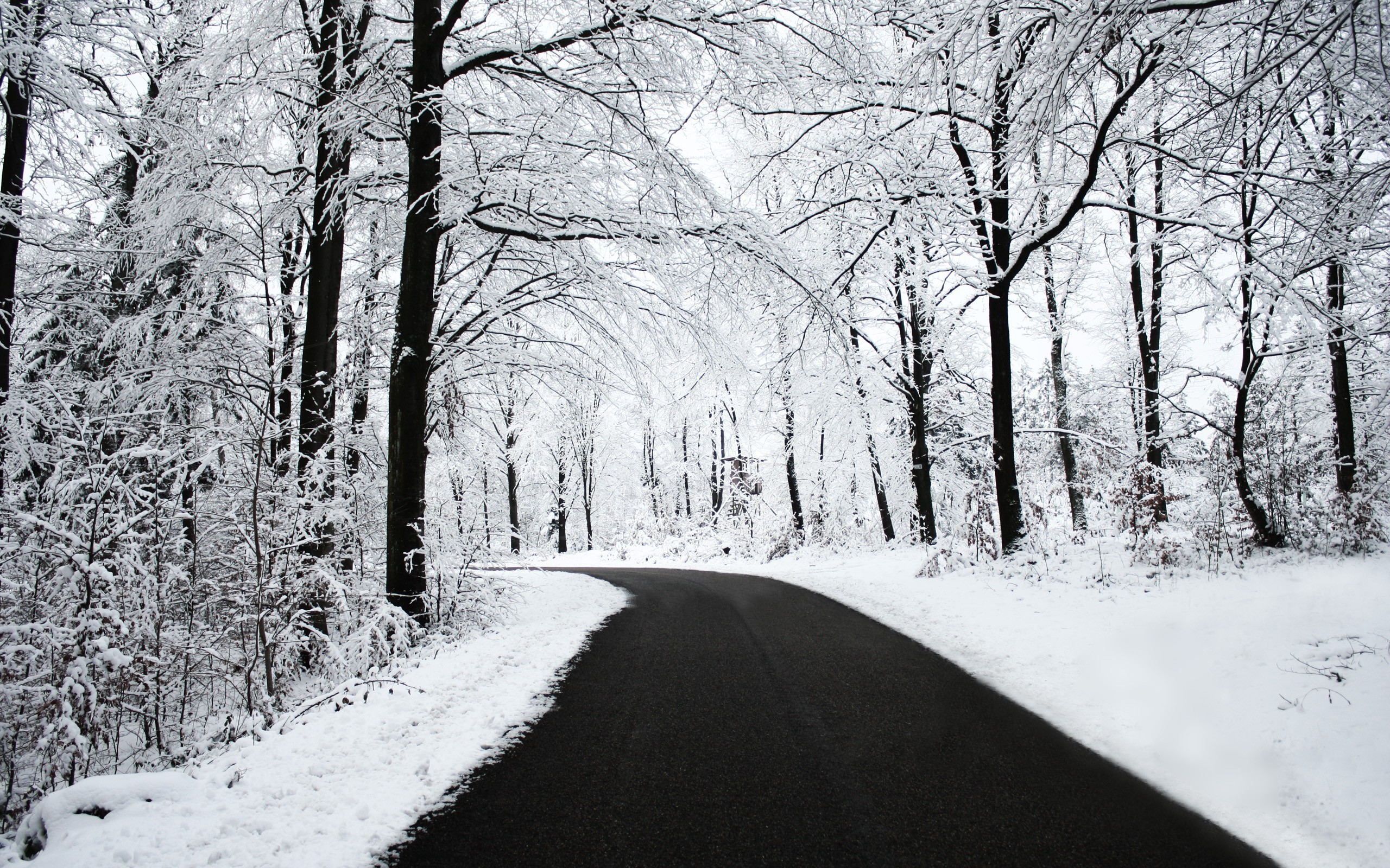 A snowy road winds through a winter forest HD Wallpaper