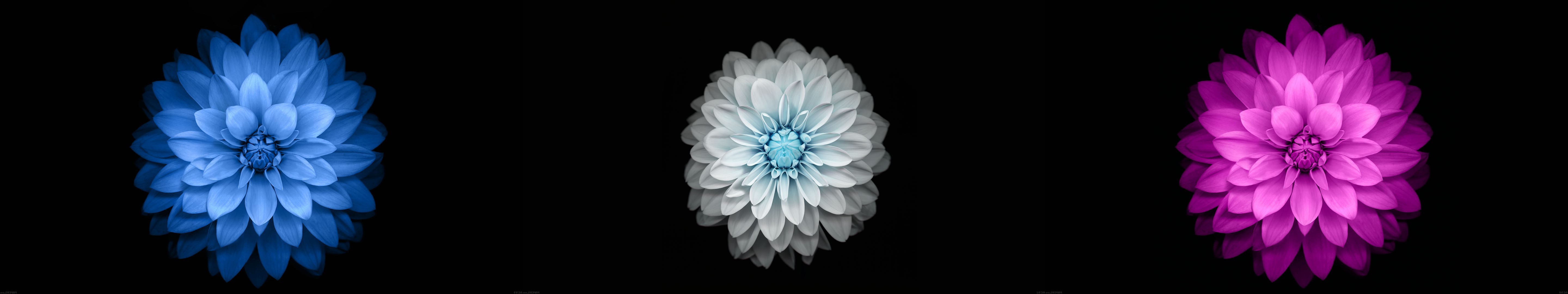 Three flowers on a black background HD Wallpaper