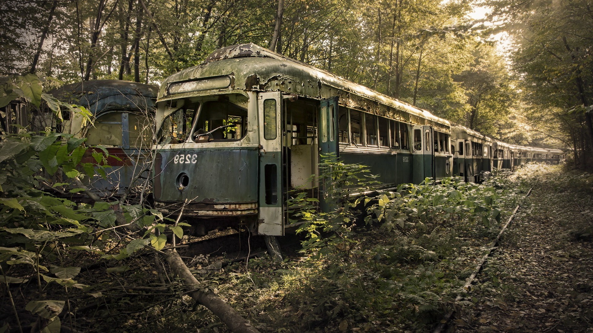 Abandoned train cars in a forest HD Wallpaper