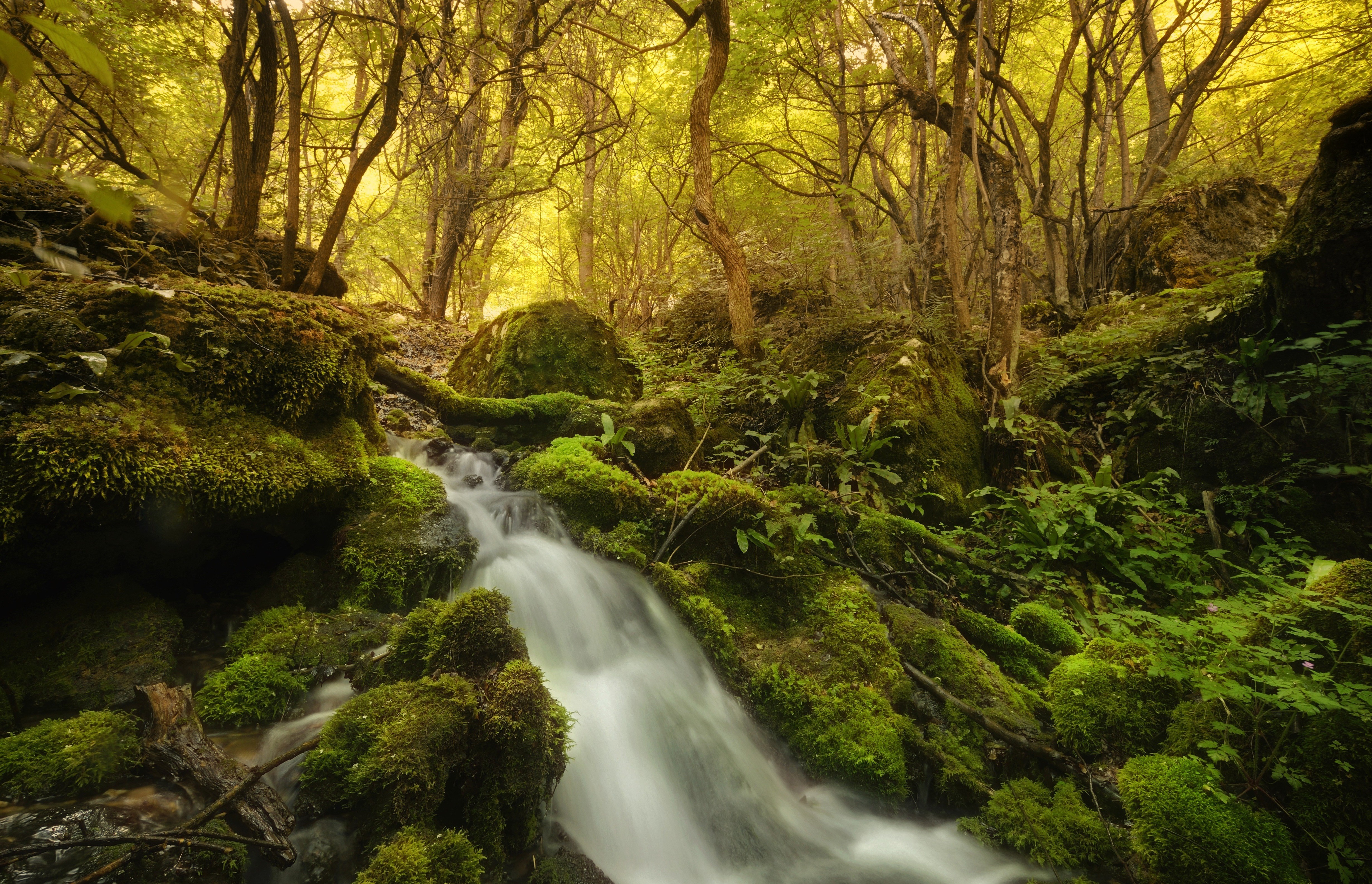 Mossy rocks and stream in a sunlit forest HD Wallpaper