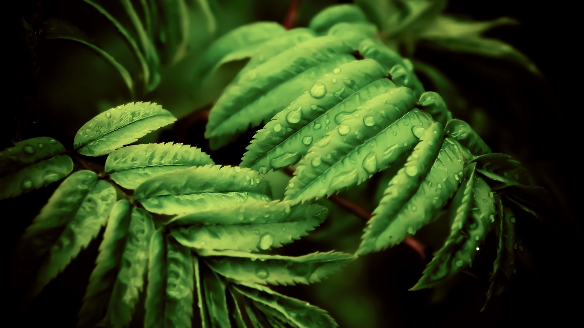 Macro shot of green leaves with water droplets HD Wallpaper