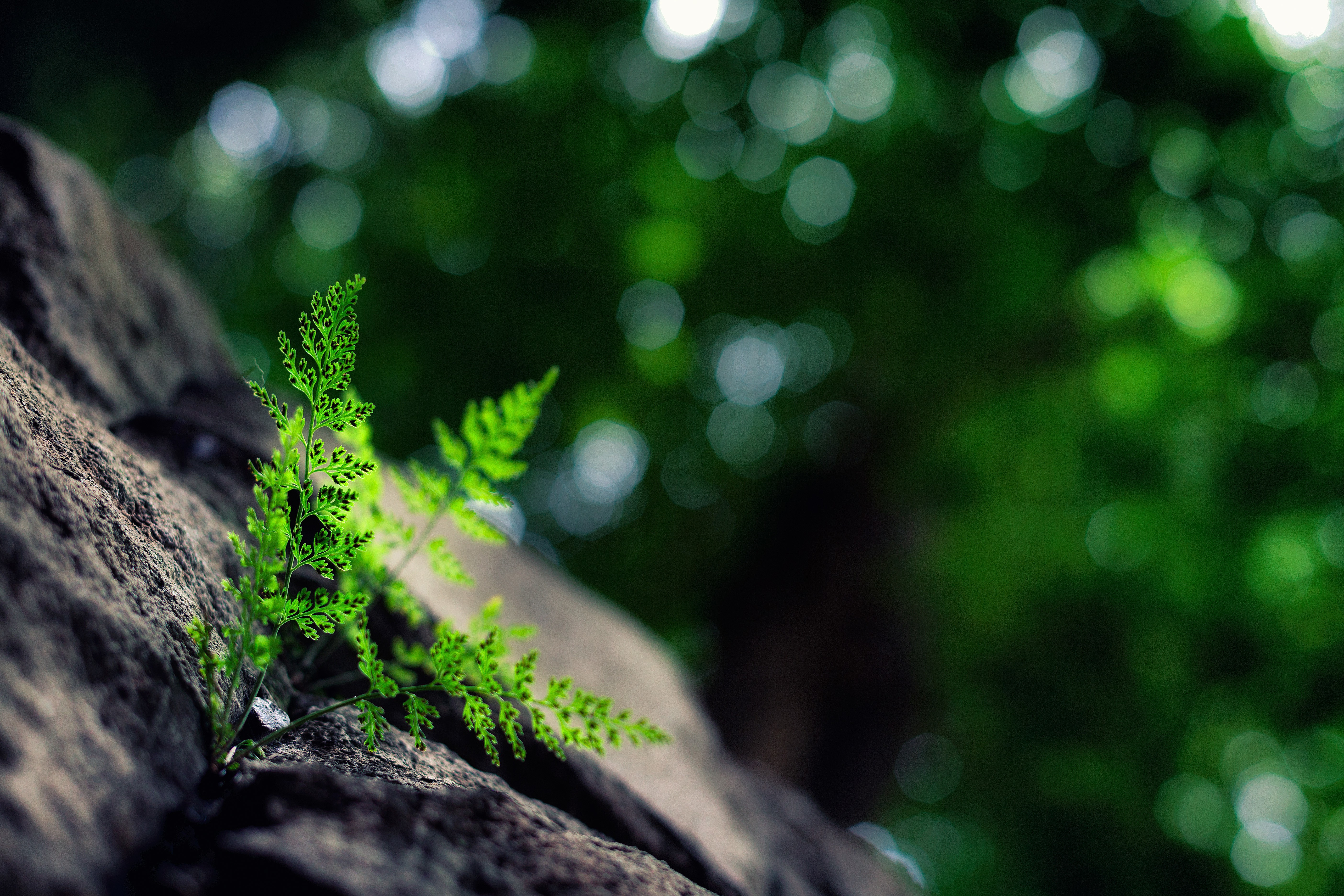 Fern growing on a rock with bokeh background HD Wallpaper