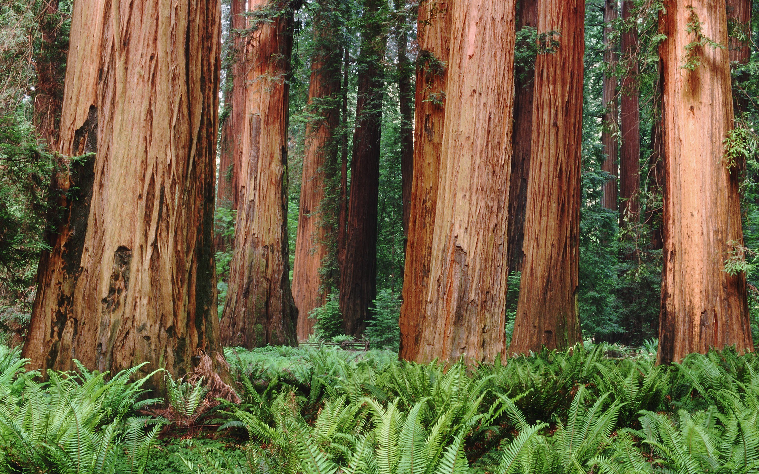 Redwood forest with ferns HD Wallpaper