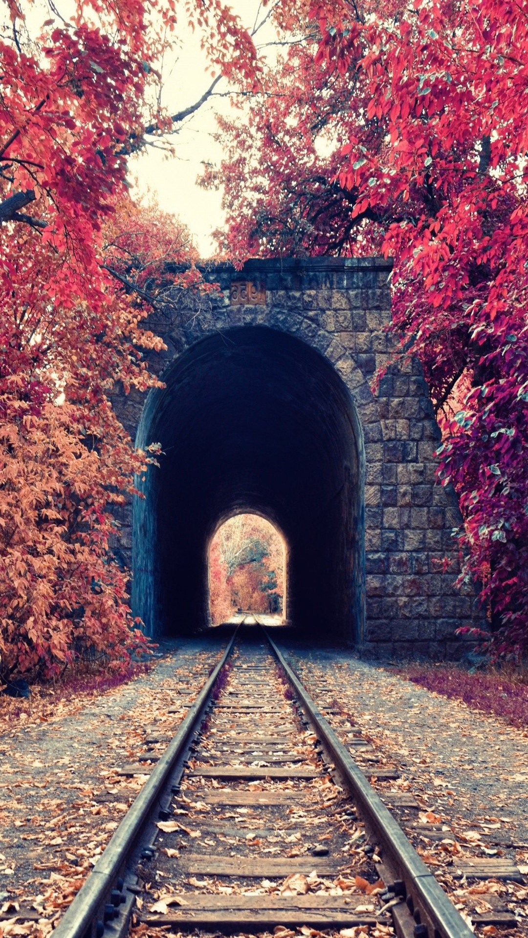 Railway tunnel surrounded by autumn trees HD Wallpaper