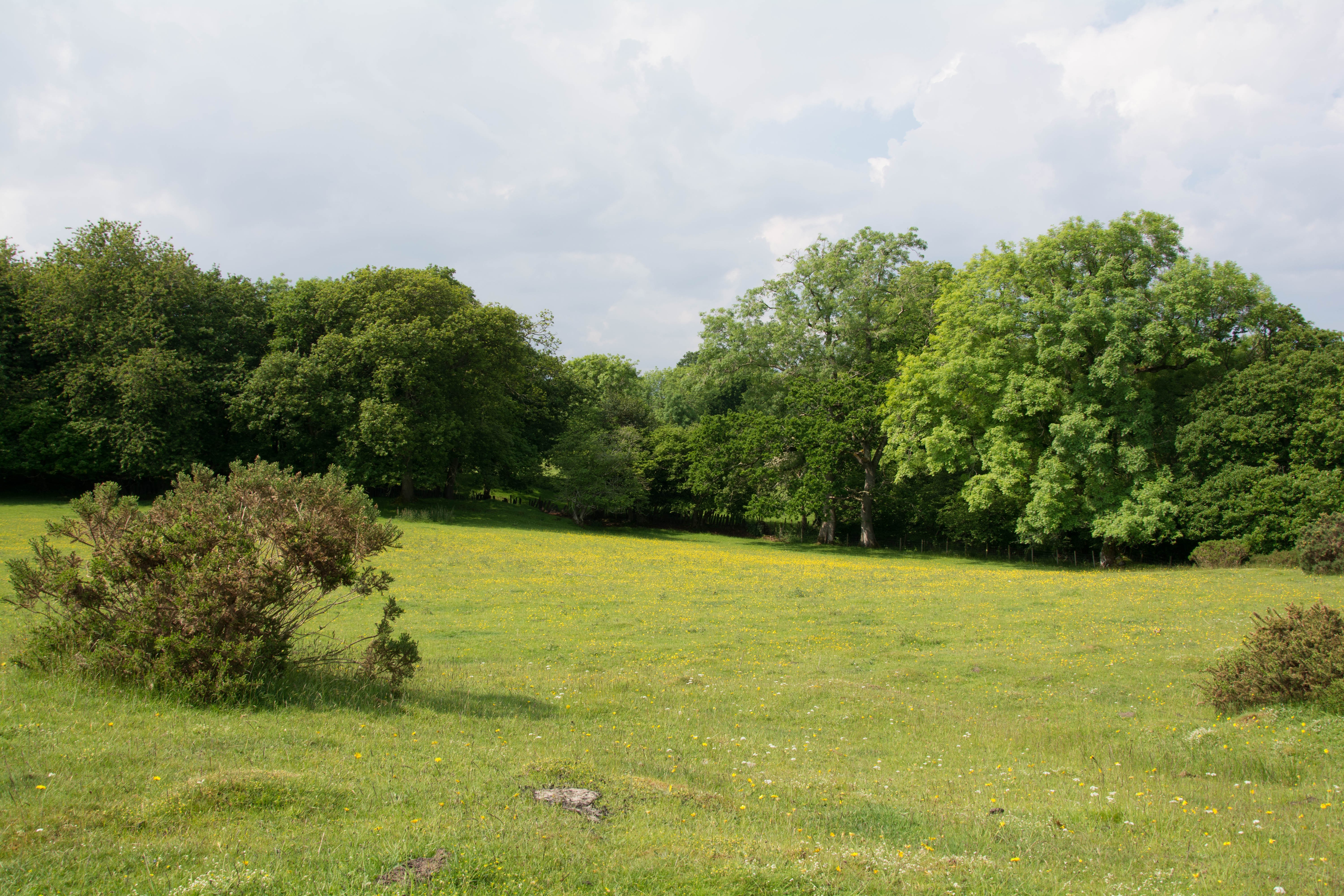 Green field with trees and cloudy sky HD Wallpaper