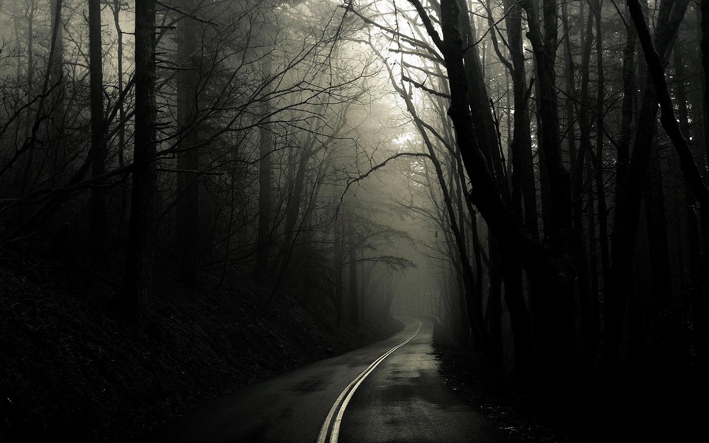 Dark forest road with mist HD Wallpaper