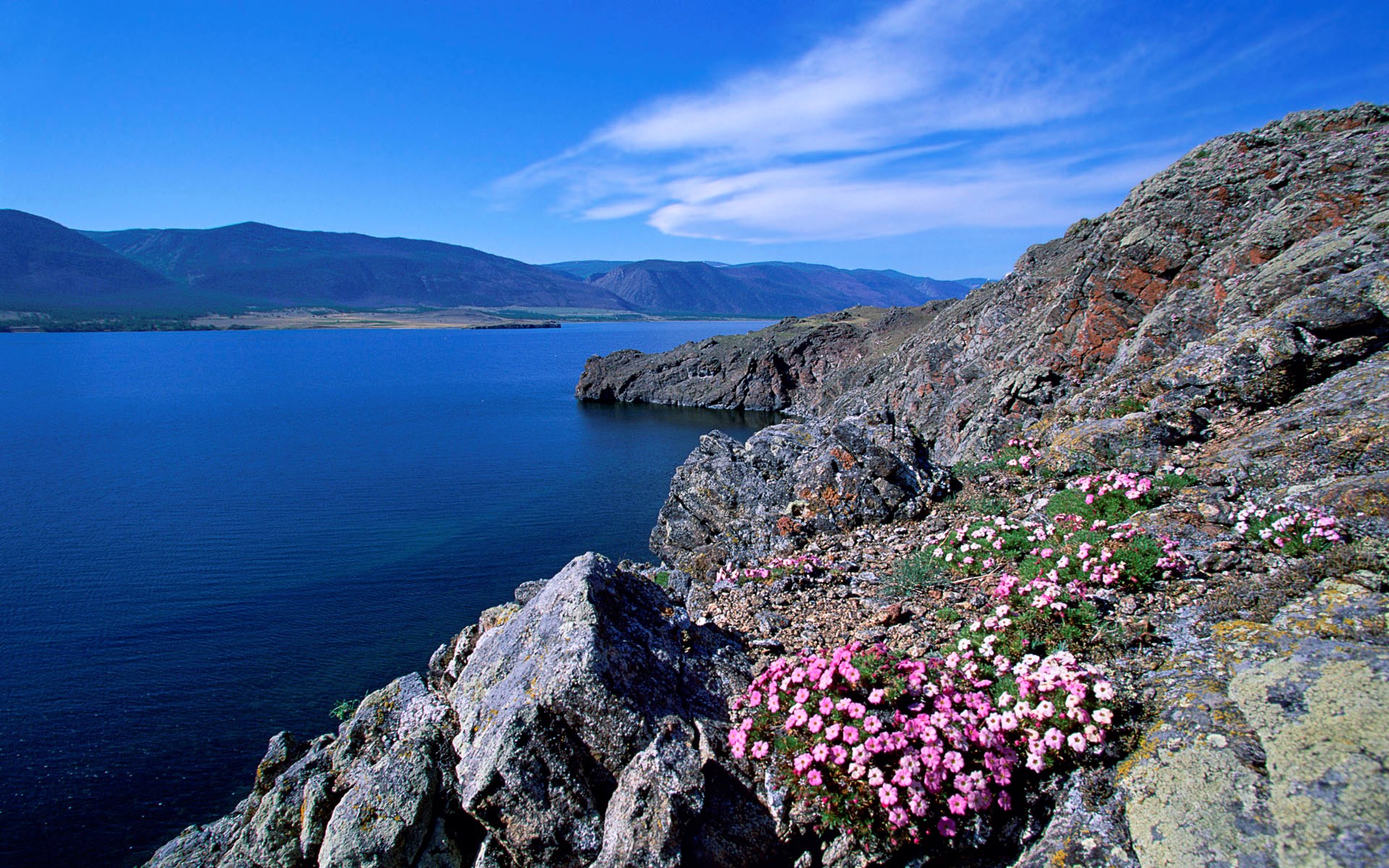 Rocky shore with pink flowers and a blue lake HD Wallpaper