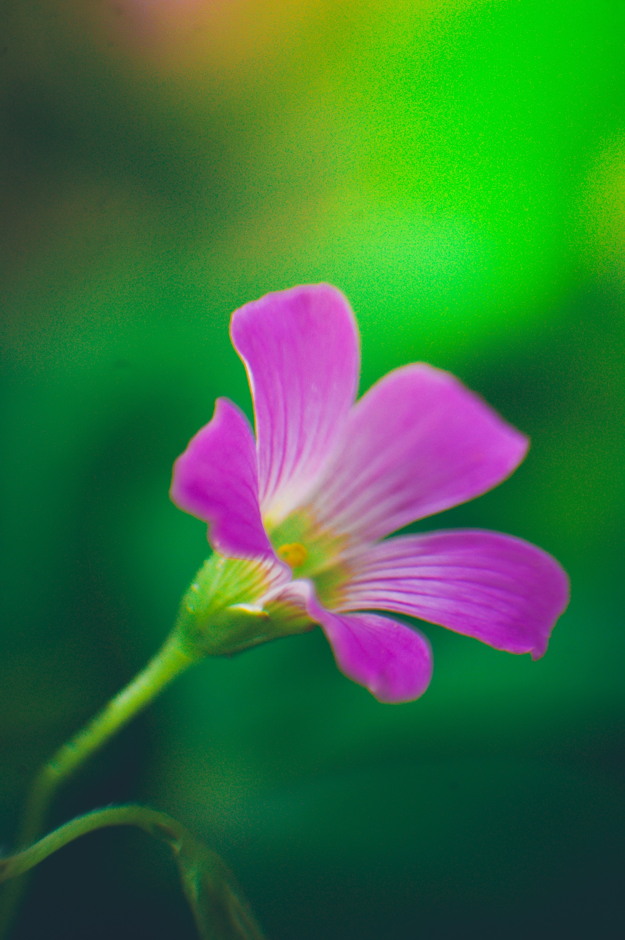 Close-up of a pink flower with green stem HD Wallpaper