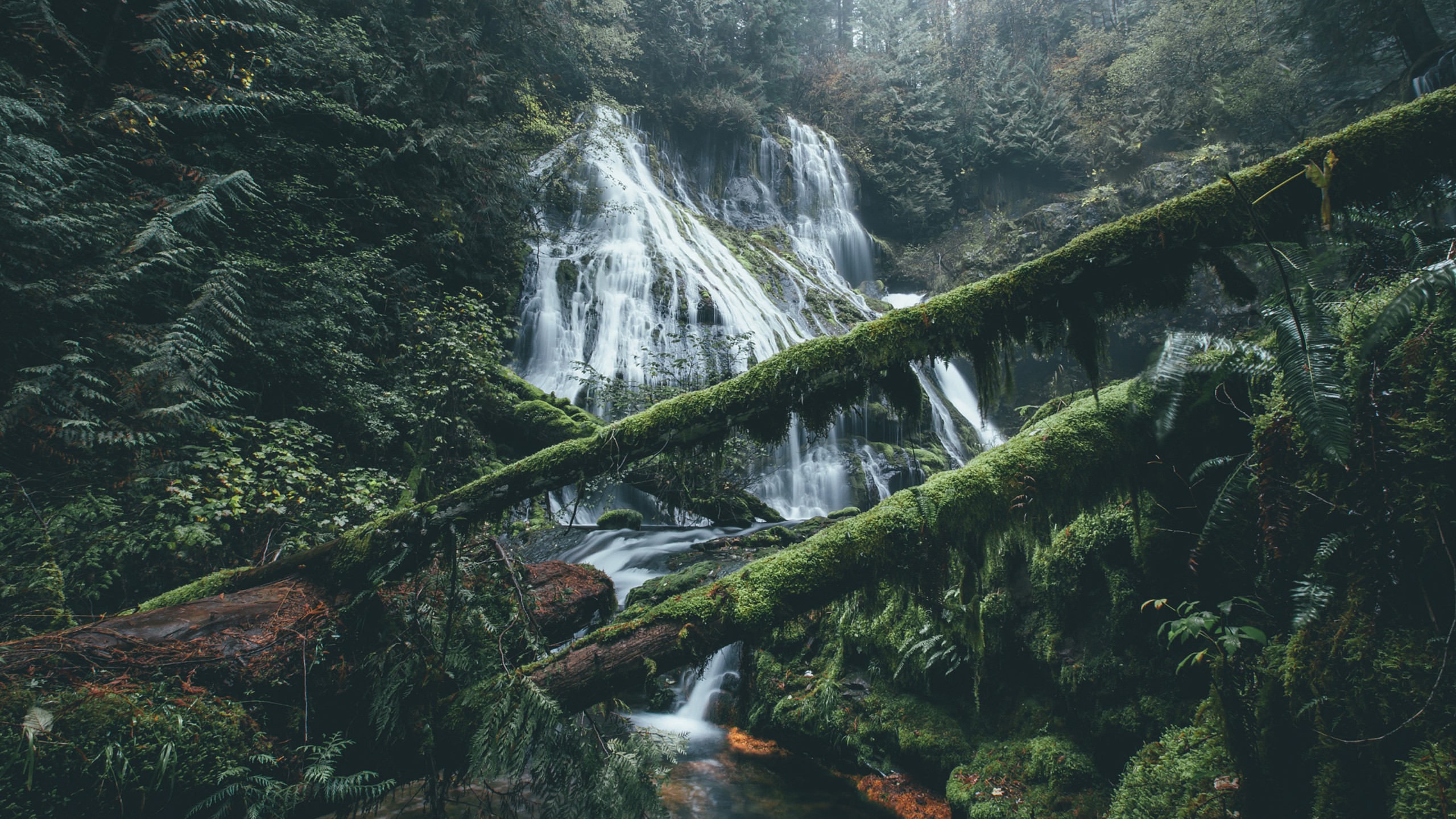 Moss-covered logs in front of a cascading waterfall in a forest HD Wallpaper