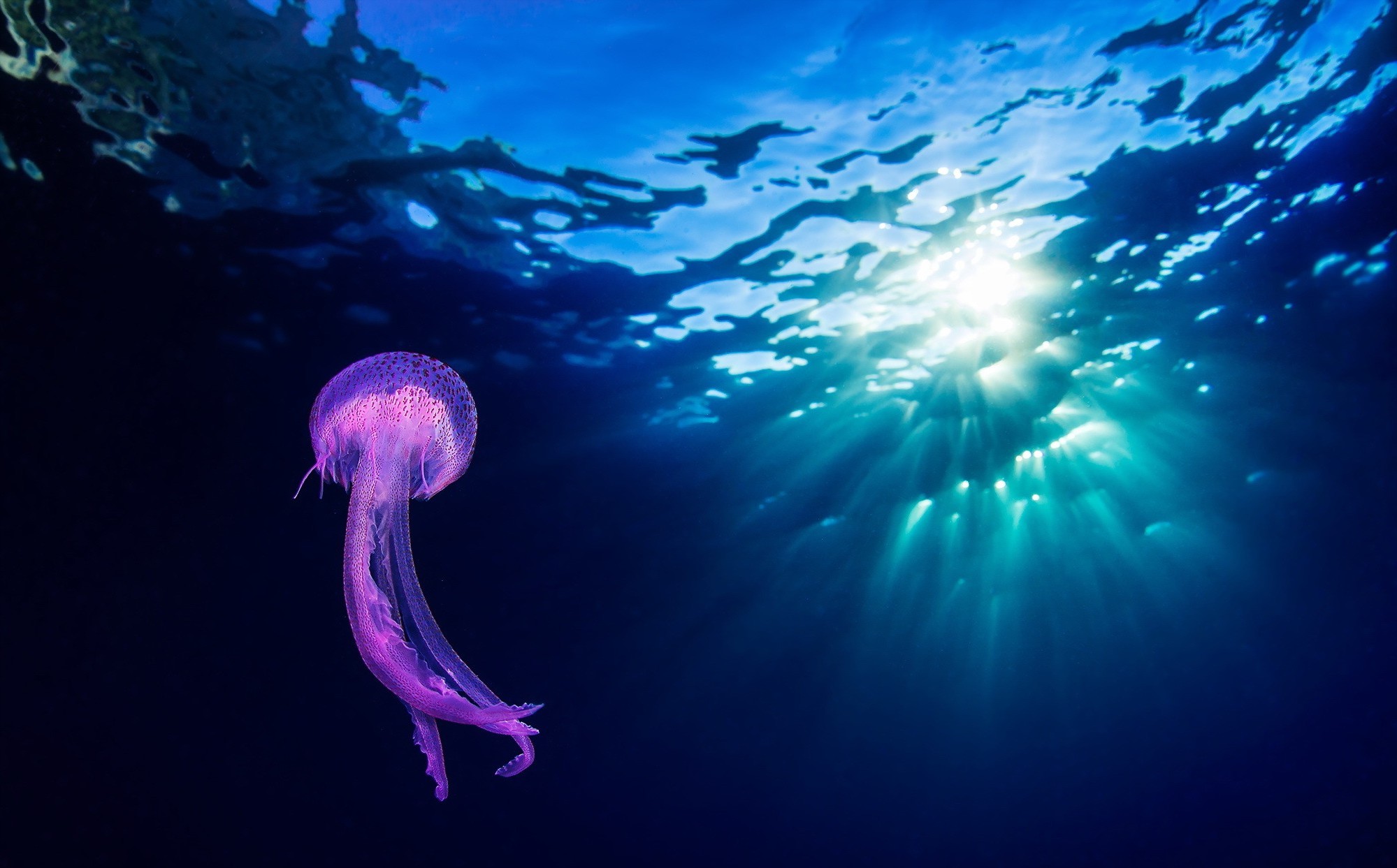 Purple jellyfish underwater with sun rays HD Wallpaper