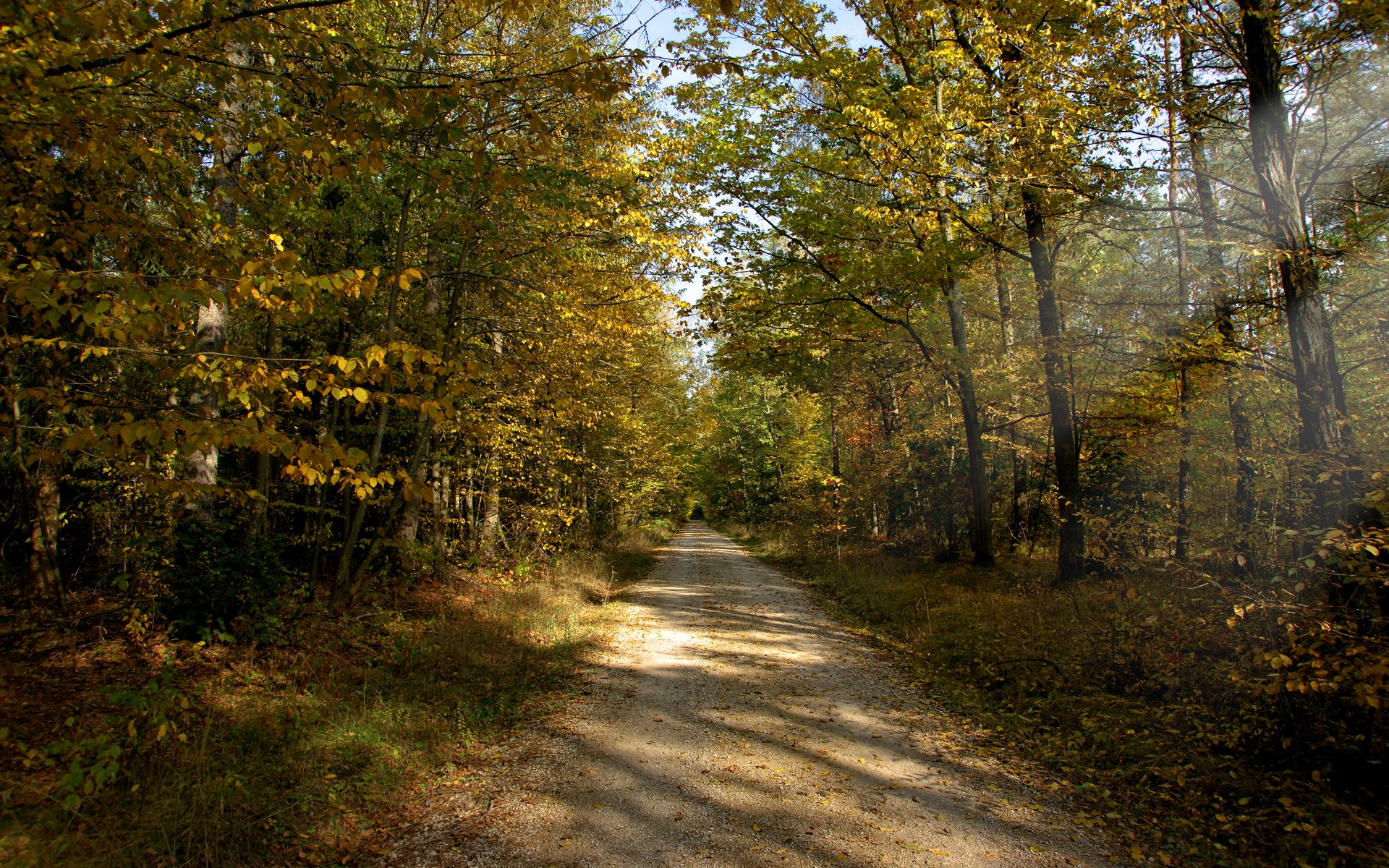 Dirt road through an autumn forest with yellow leaves HD Wallpaper