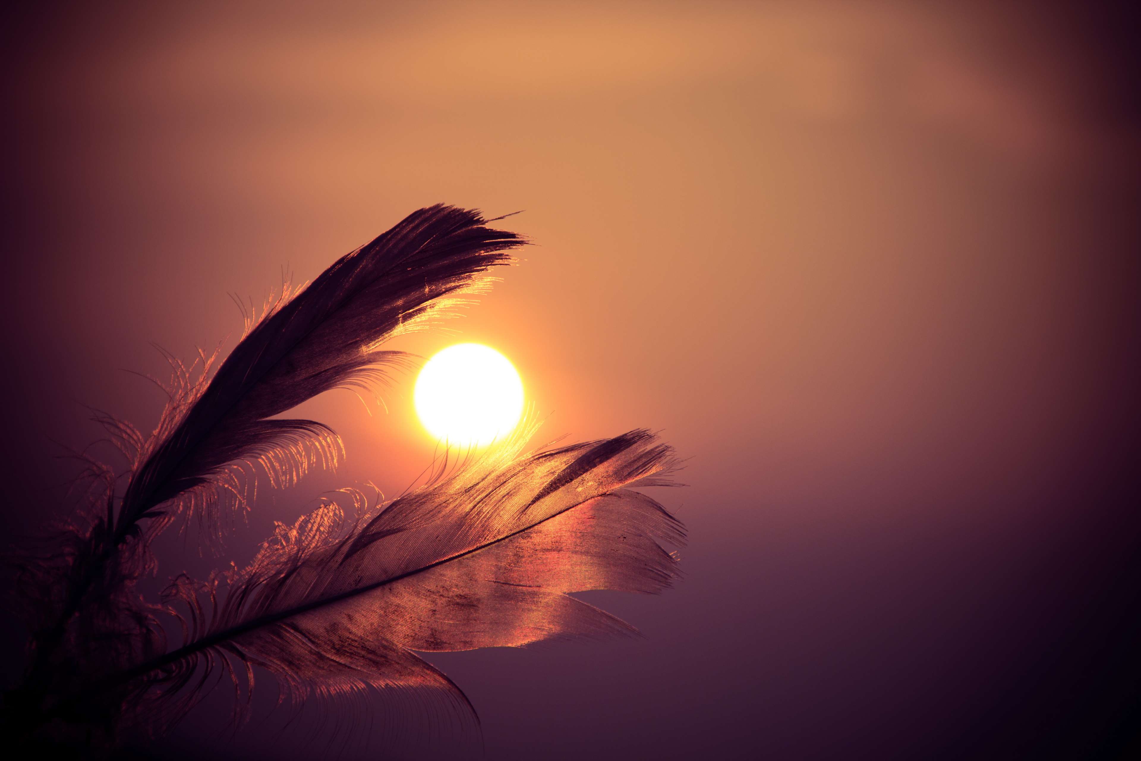 Feathers silhouetted against the sun at sunset 4K HD Wallpaper